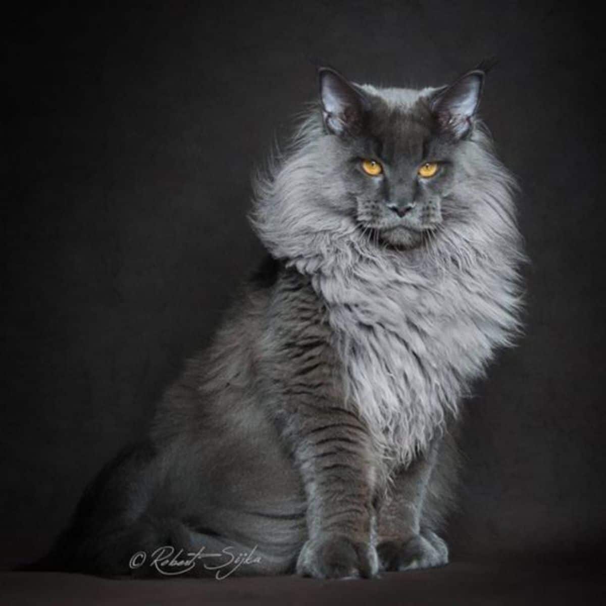A beautiful fluffy maine coon on a black background.