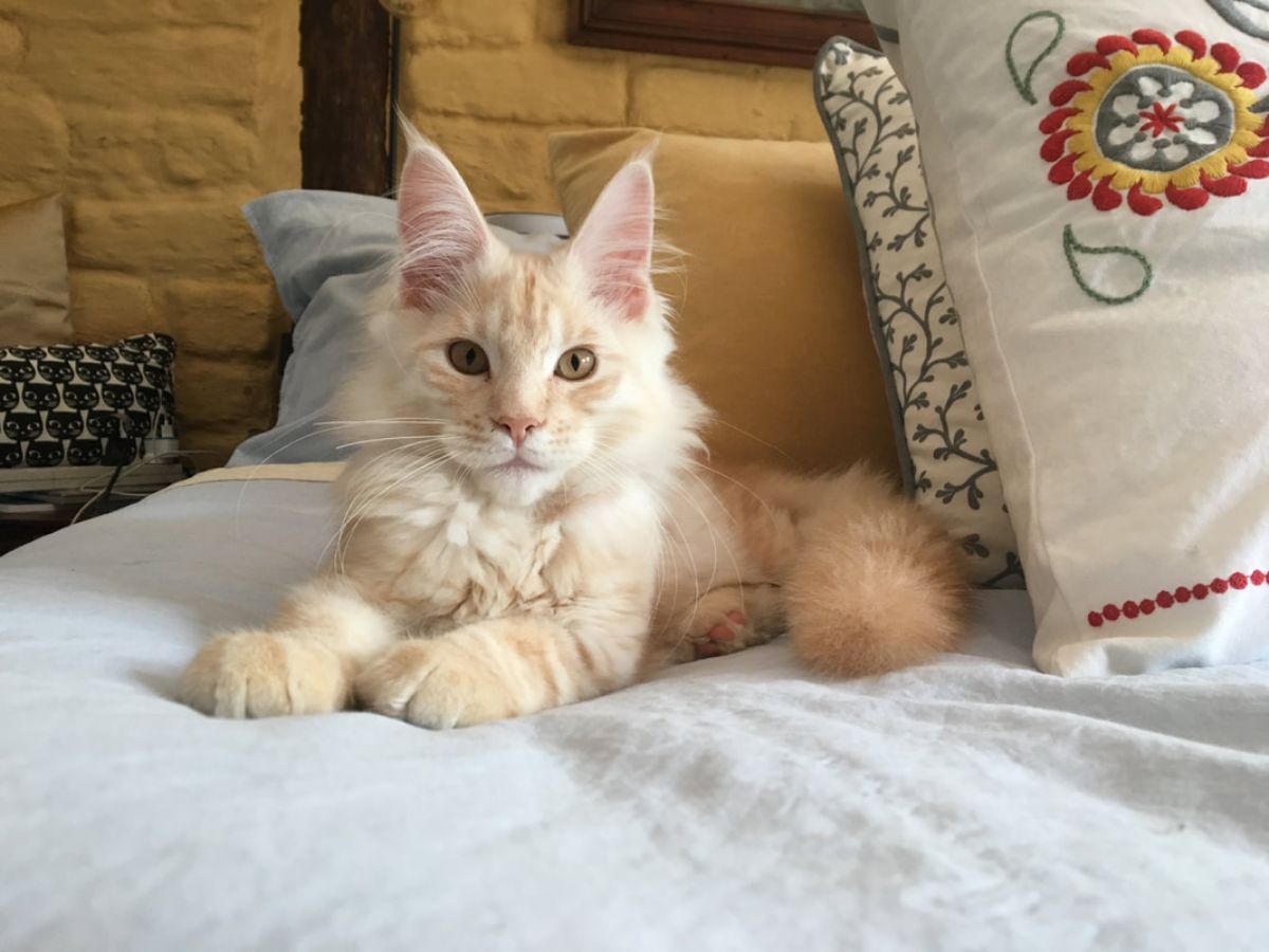 A creamy fluffy maine coon kitten lying on a bed.