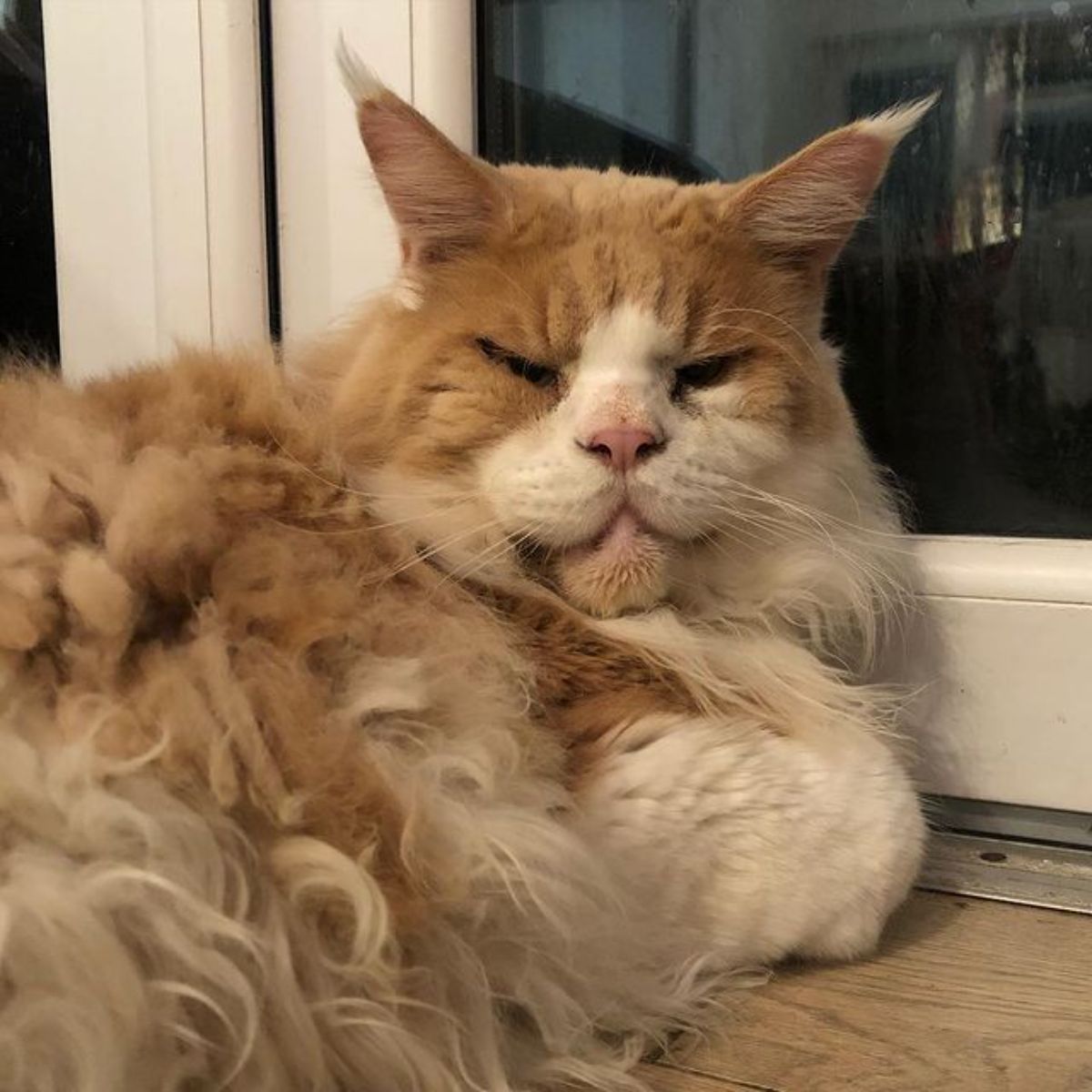 A fluffy red-white maine coon lying on a windowsill.