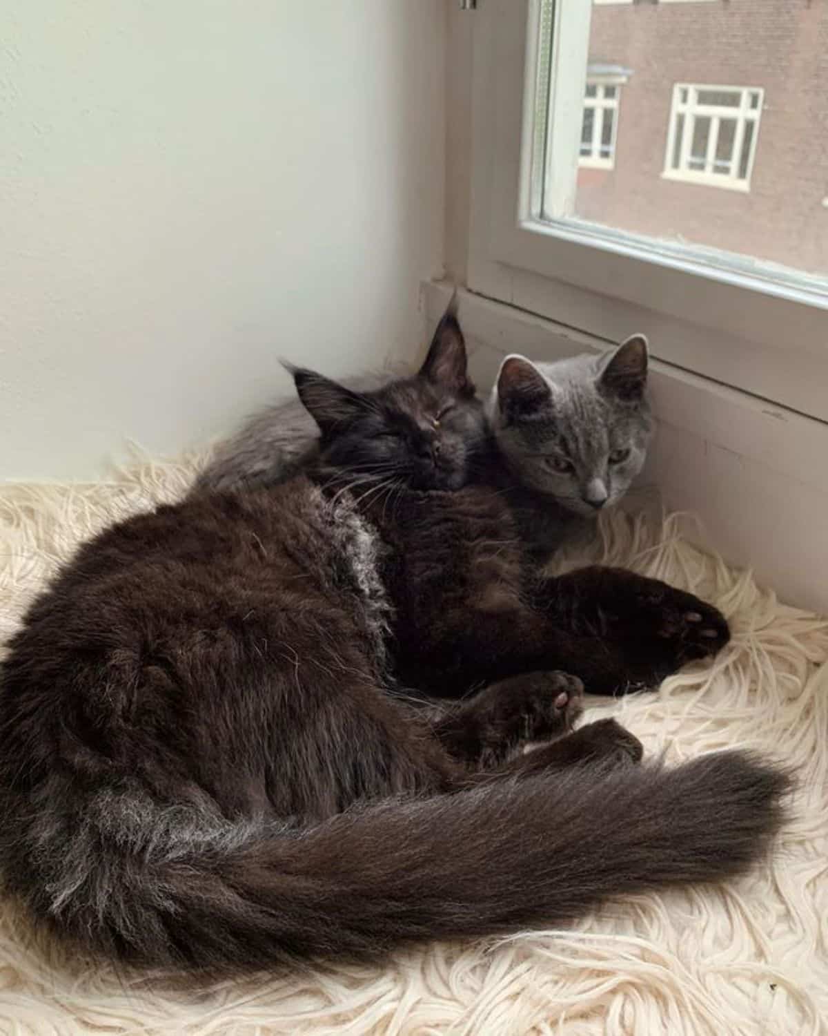 Two gray maine coons lying on a white fur near a window.