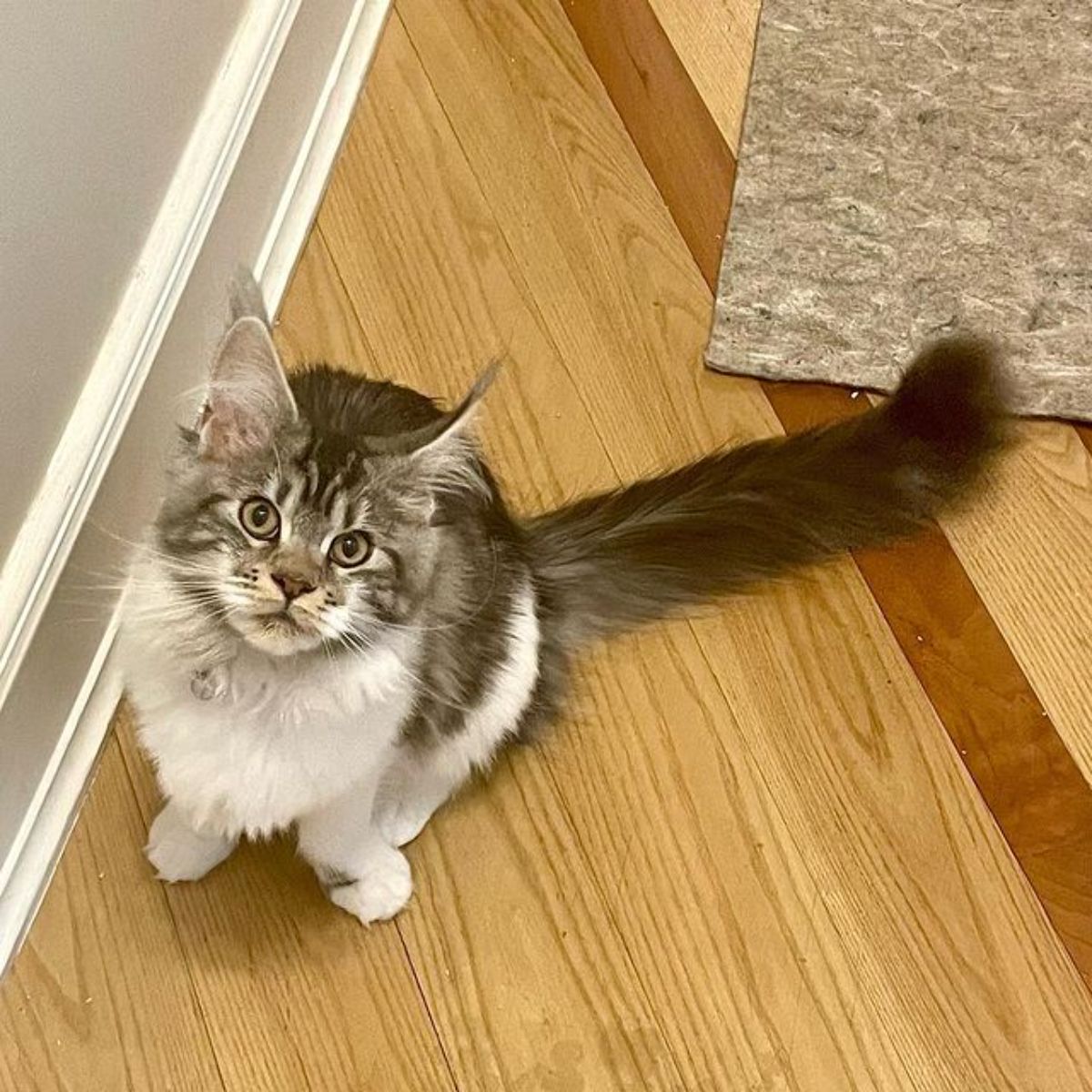 A fluffy gray tabby maine coon sitting on a floor.