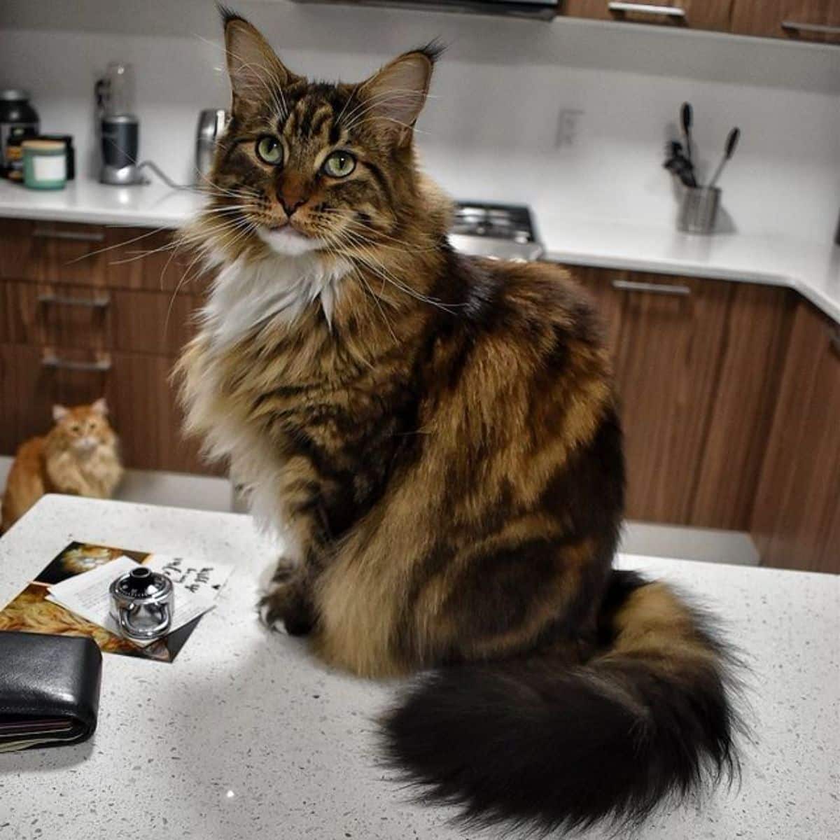 A fluffy tabby maine coon sitting on a countertop.