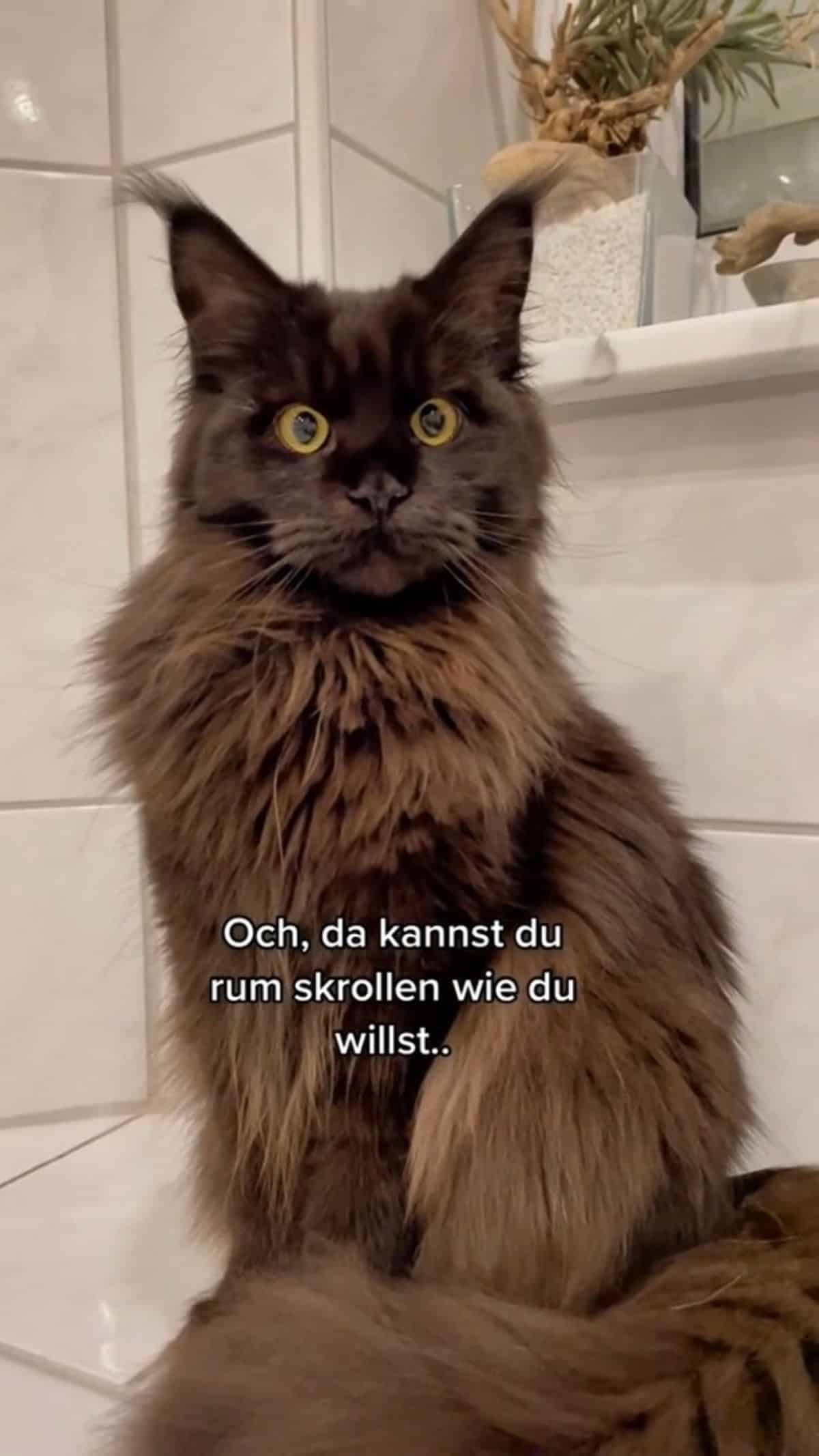 A blue fluffy maine coon sitting on a bathroom floor.