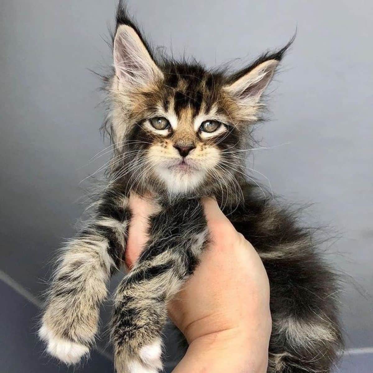 A hand holding a scruffy tabby maine coon kitten in the air.