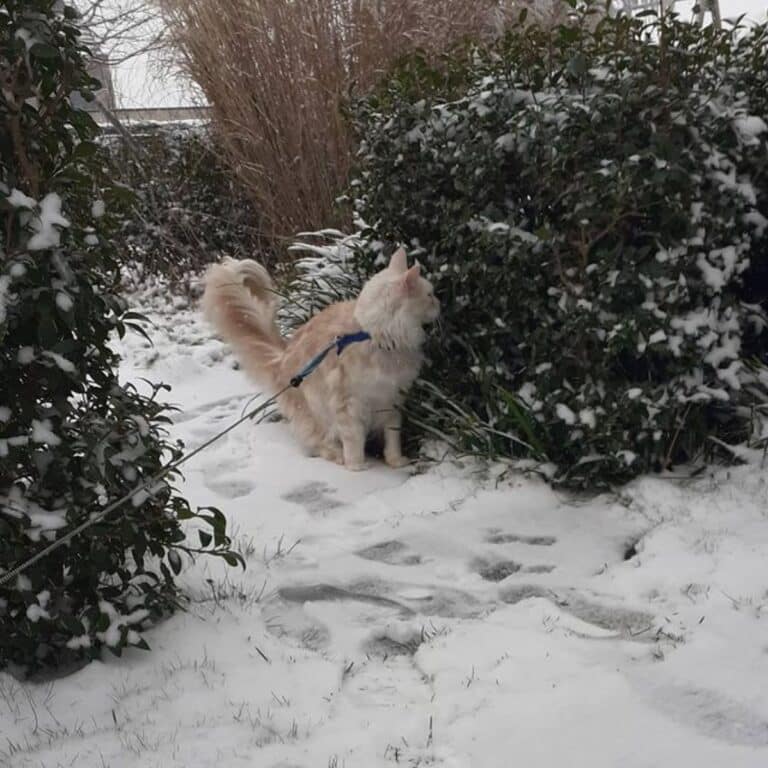 17 Photos of Maine Coons Who Love Snow (Cuteness Alert)