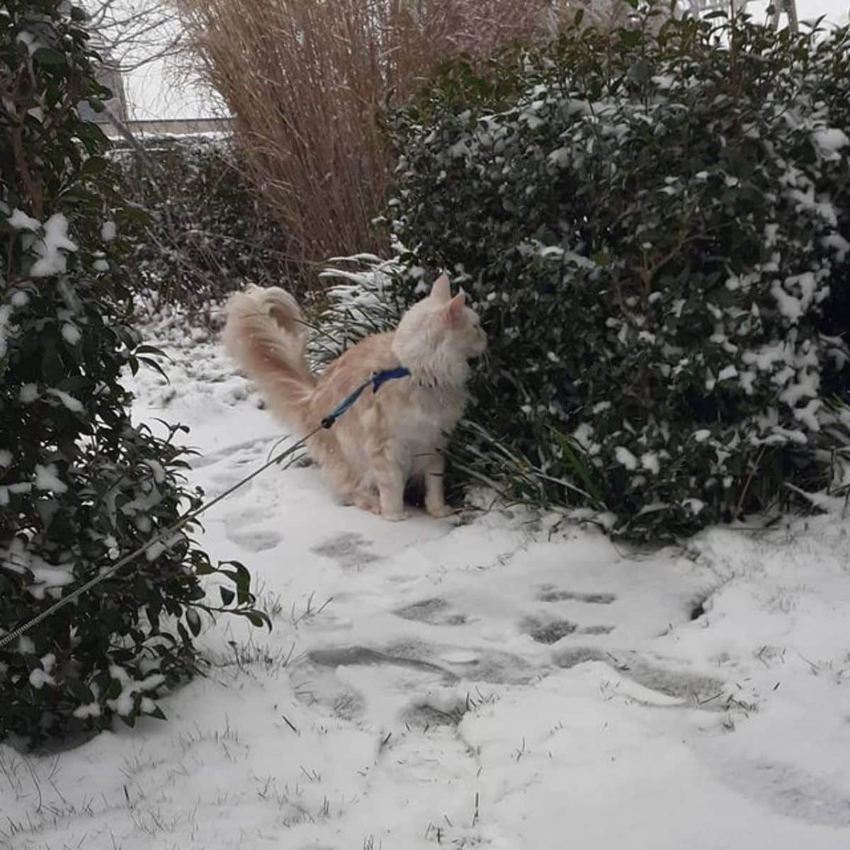 A cream maine coon on a leash standing on the snow near a shrub.