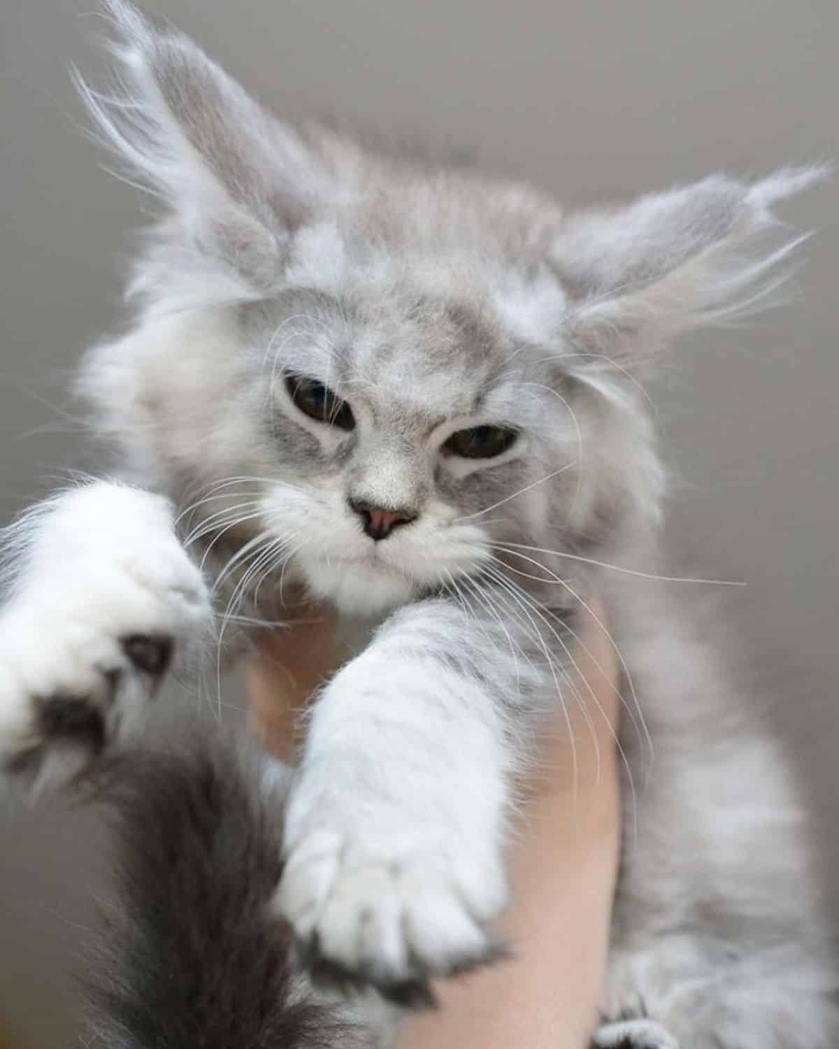 A hand holding a fuzzy silver maine coon kitten.