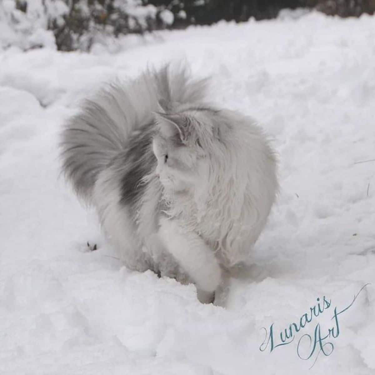 A beautiful fluffy silver maine coon walking in snow.