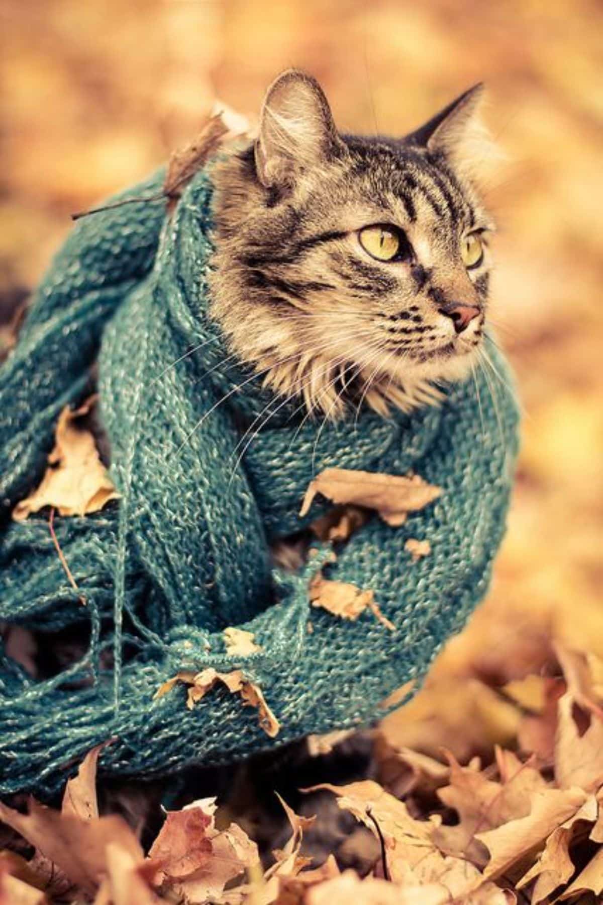 A tabby maine coon with a green scarf sitting on fallen leaves.