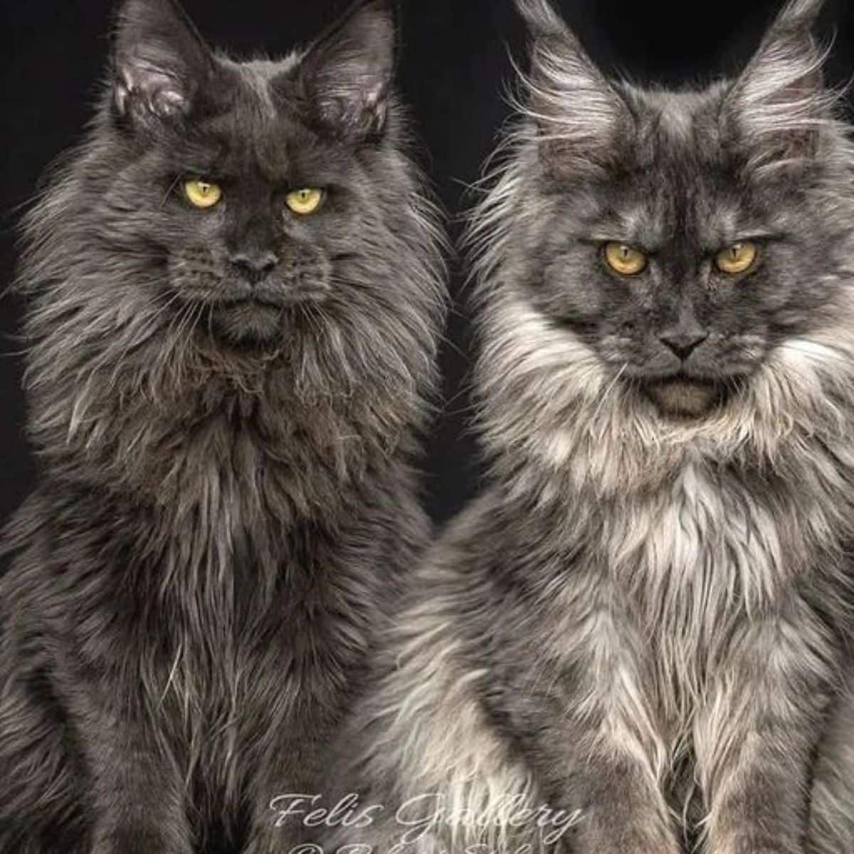 Two fluffy gray maine coons with golden eyes on a black background.