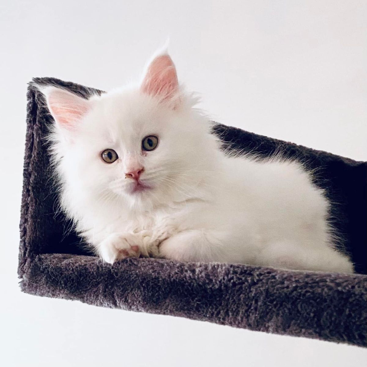 A cute white maine coon lying on a cat tree.