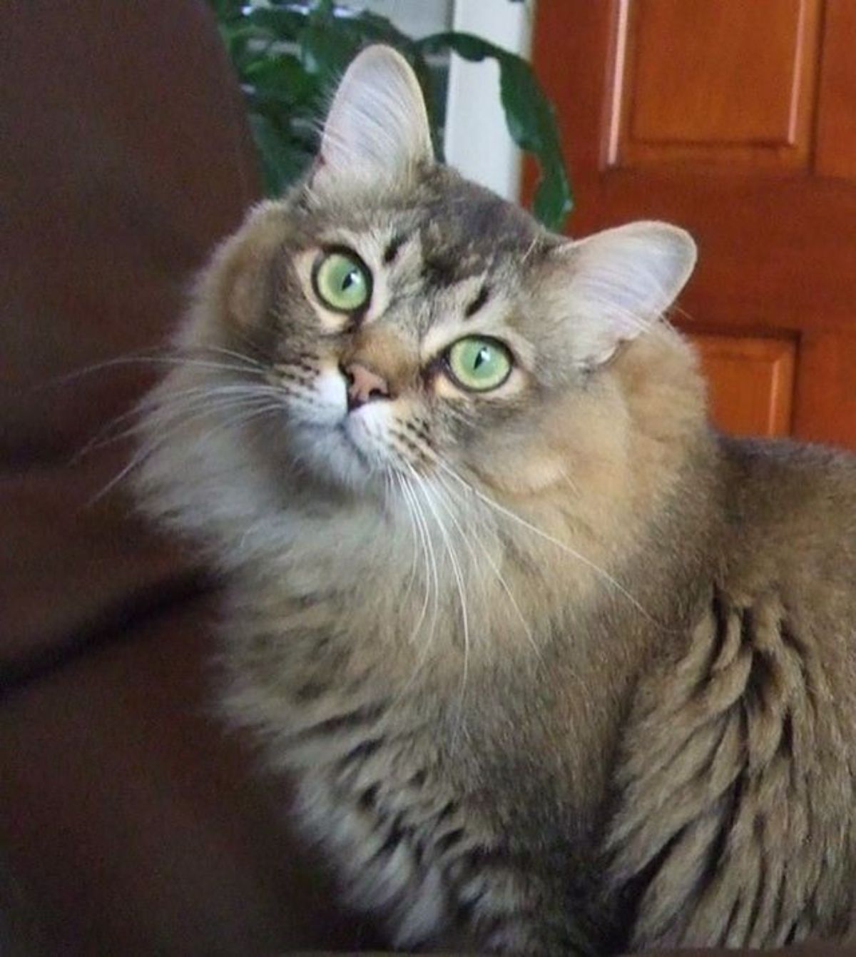 A fluffy brown maine coon looking into a camrea.