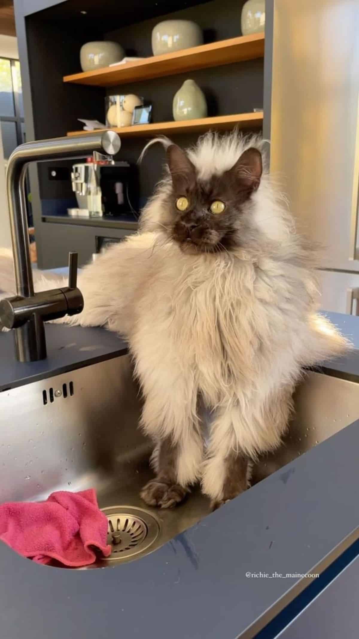 A gray-black maine coon sitting in a sink.