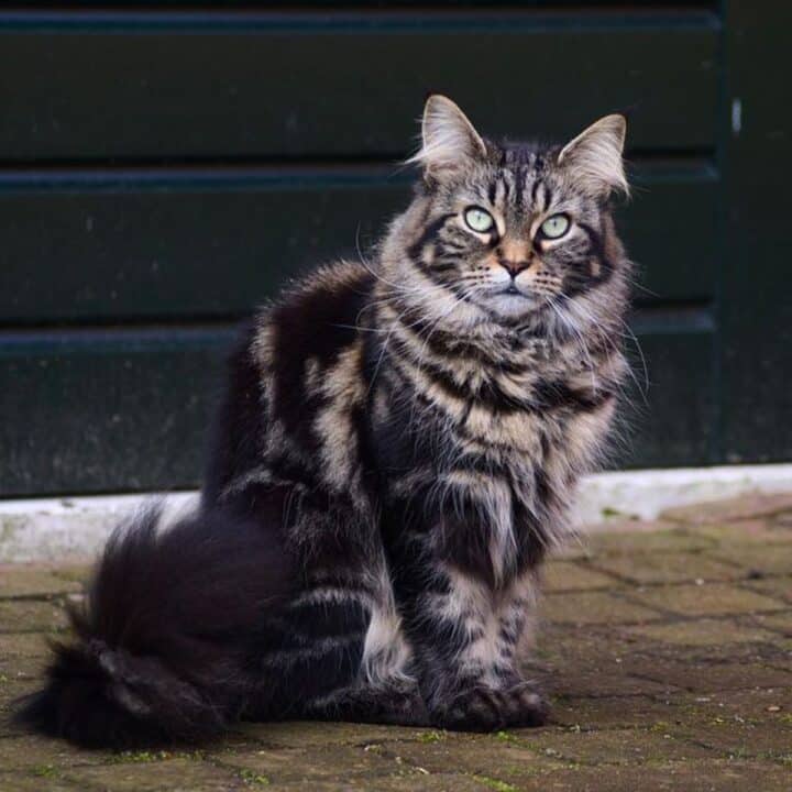 33 Majestic Black Maine Coon Cats You'll Love - MaineCoon.org