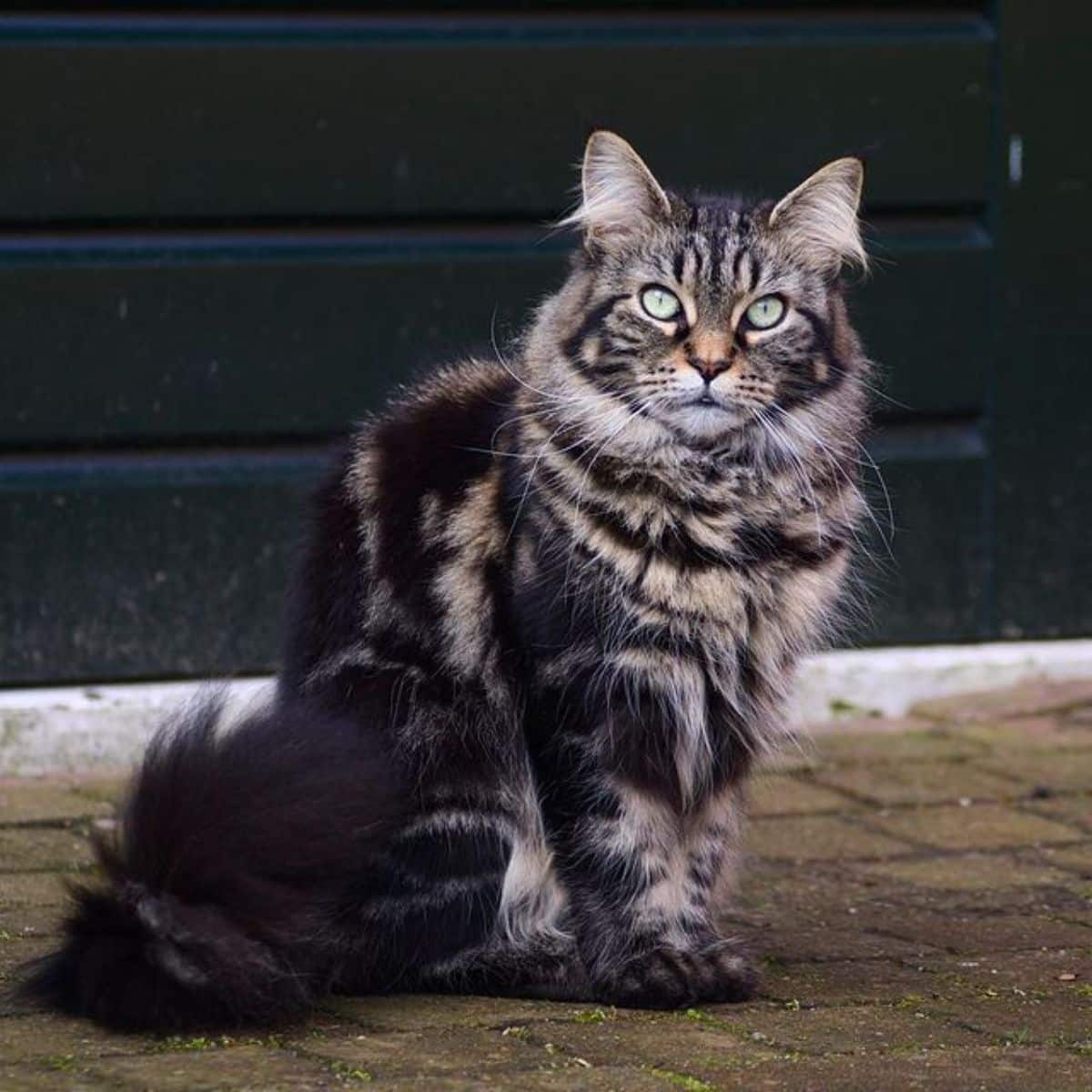 A beautiful black maine coon sitting on a pavement.