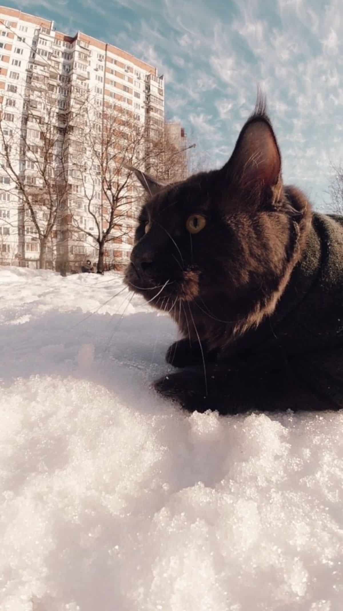 A black maine coon lying on fresh snow.