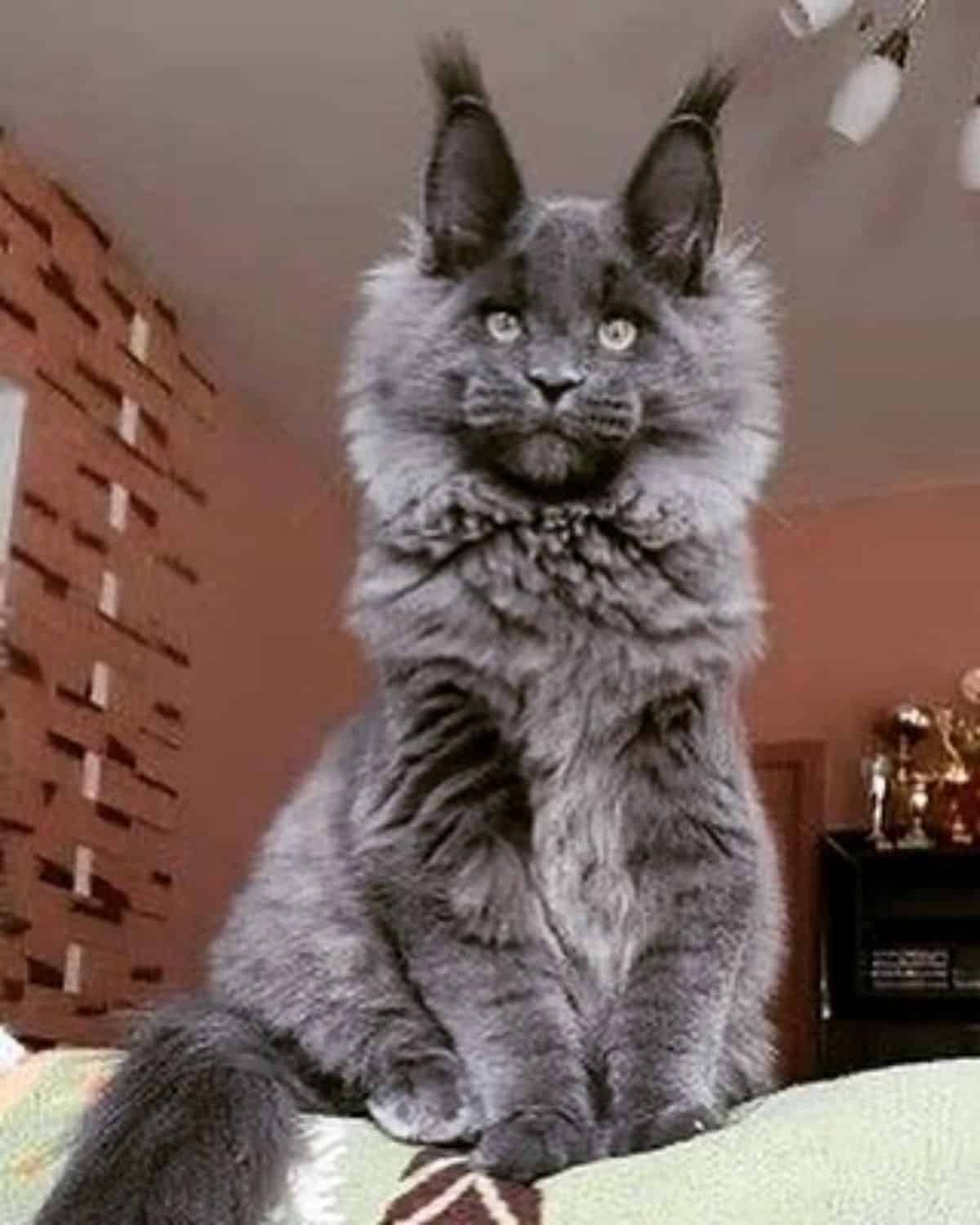 A fluffy black maine coon kitten sitting on the top of a couch.