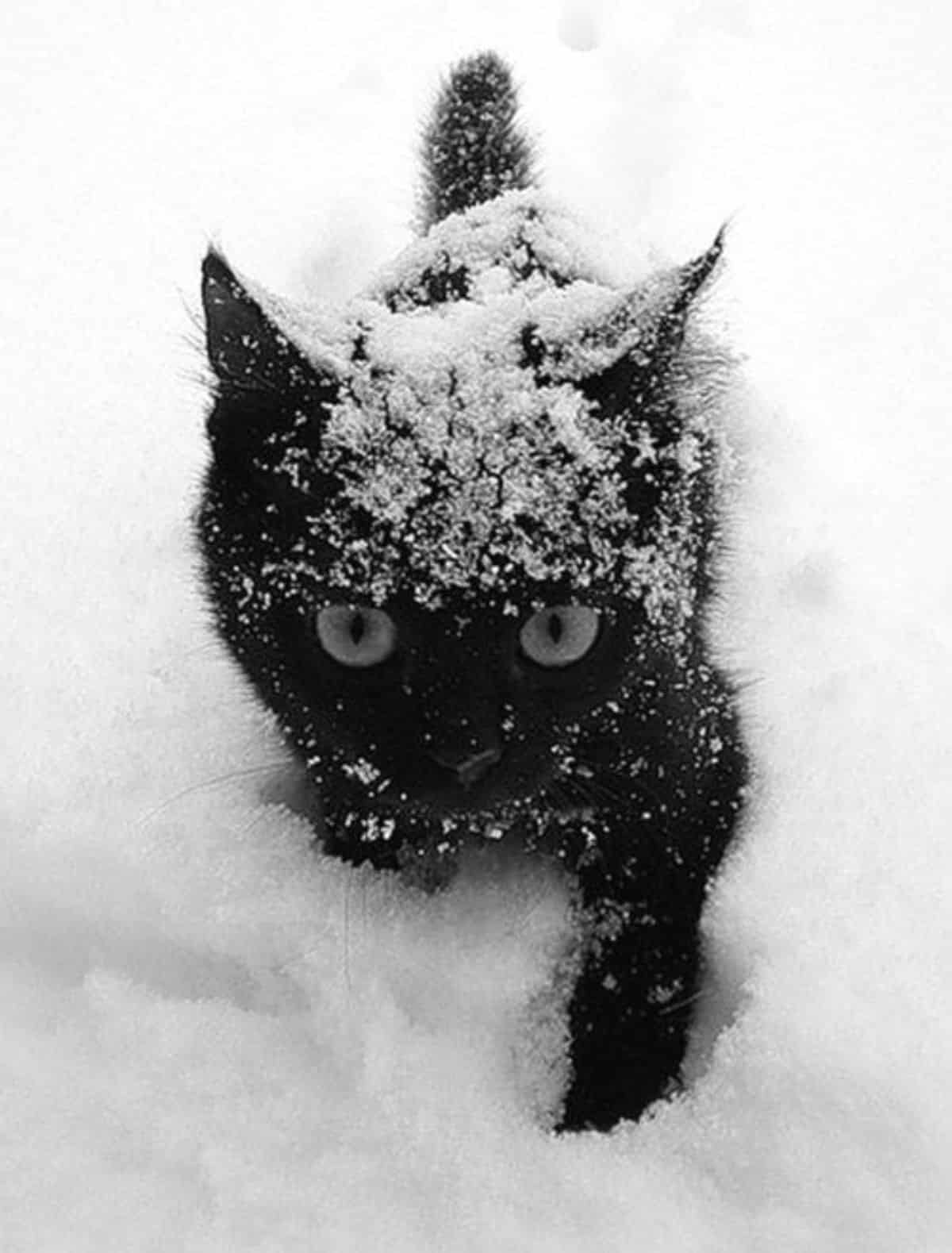 A beautiful black maine coon kitten walking in the snow.