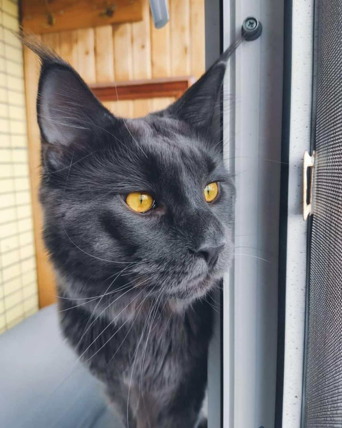 A curious-looking black maine coon with golden eyes looking through a window.
