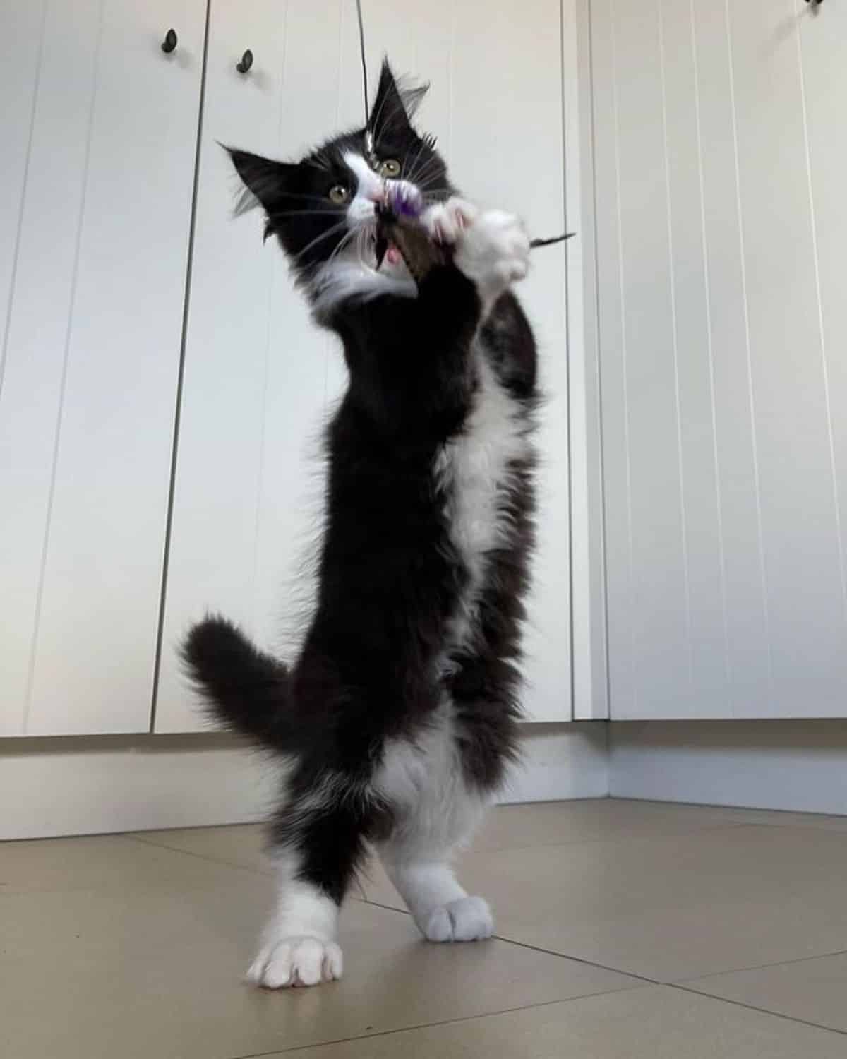 A black-white maine coon kitten playing with a cat toy.