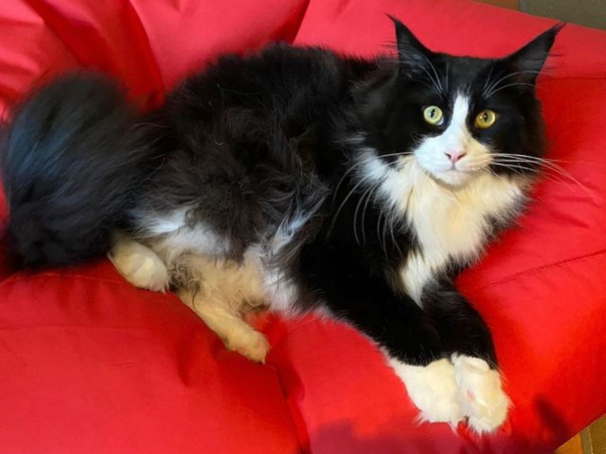 A tuxedo maine coon kitten lying on a red pillow.