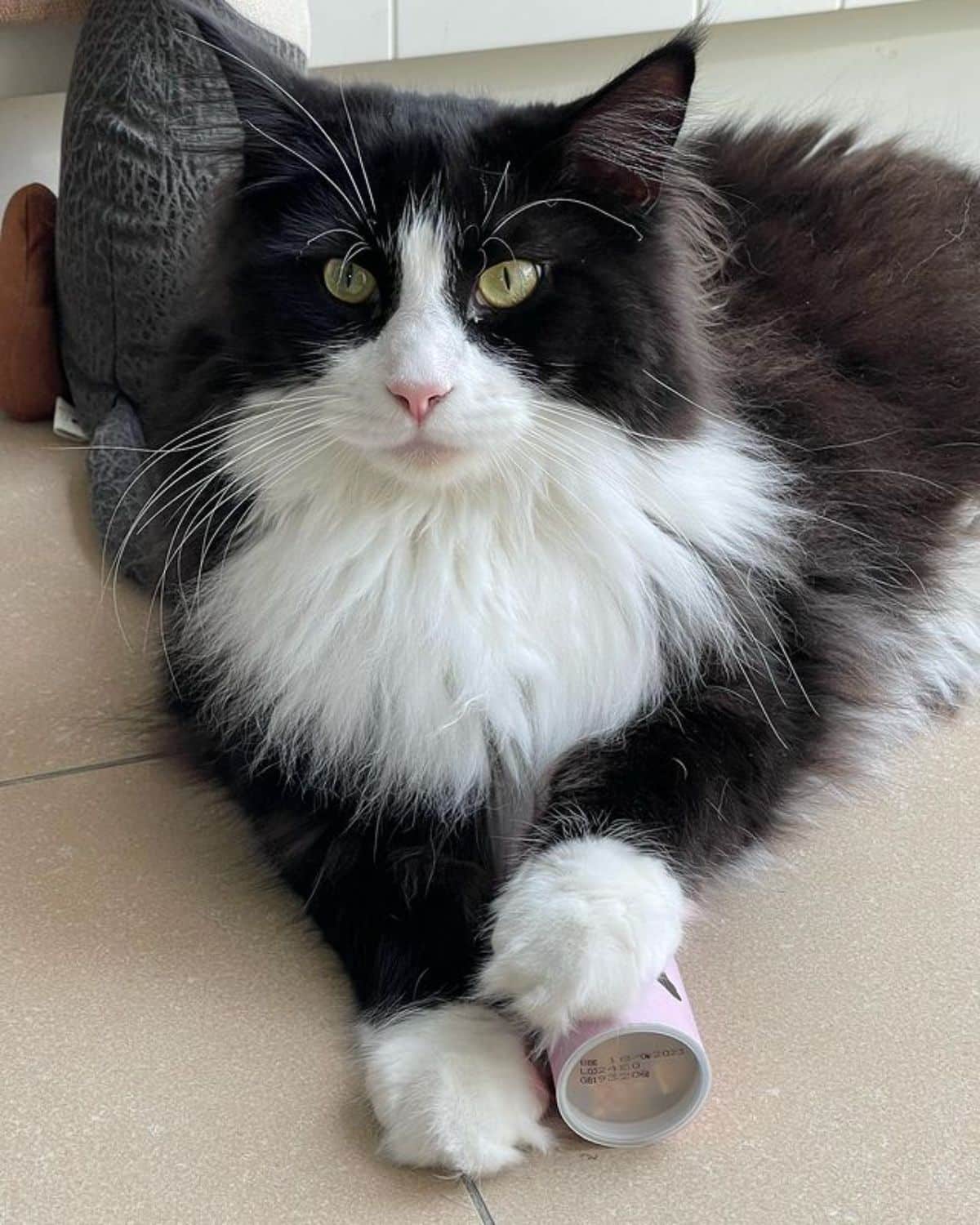 A tuxedo maine coon lying on a floor and touching some kind of a toy.