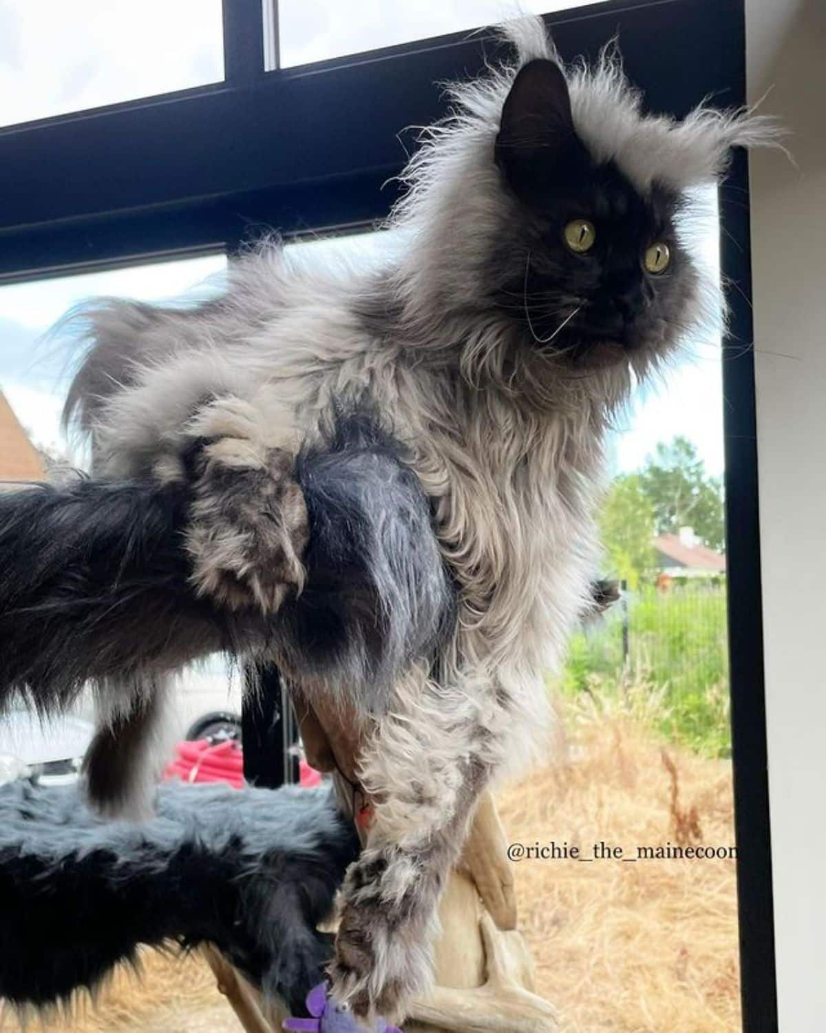 A fluffy gray.black maine coon lying on a cat tree.