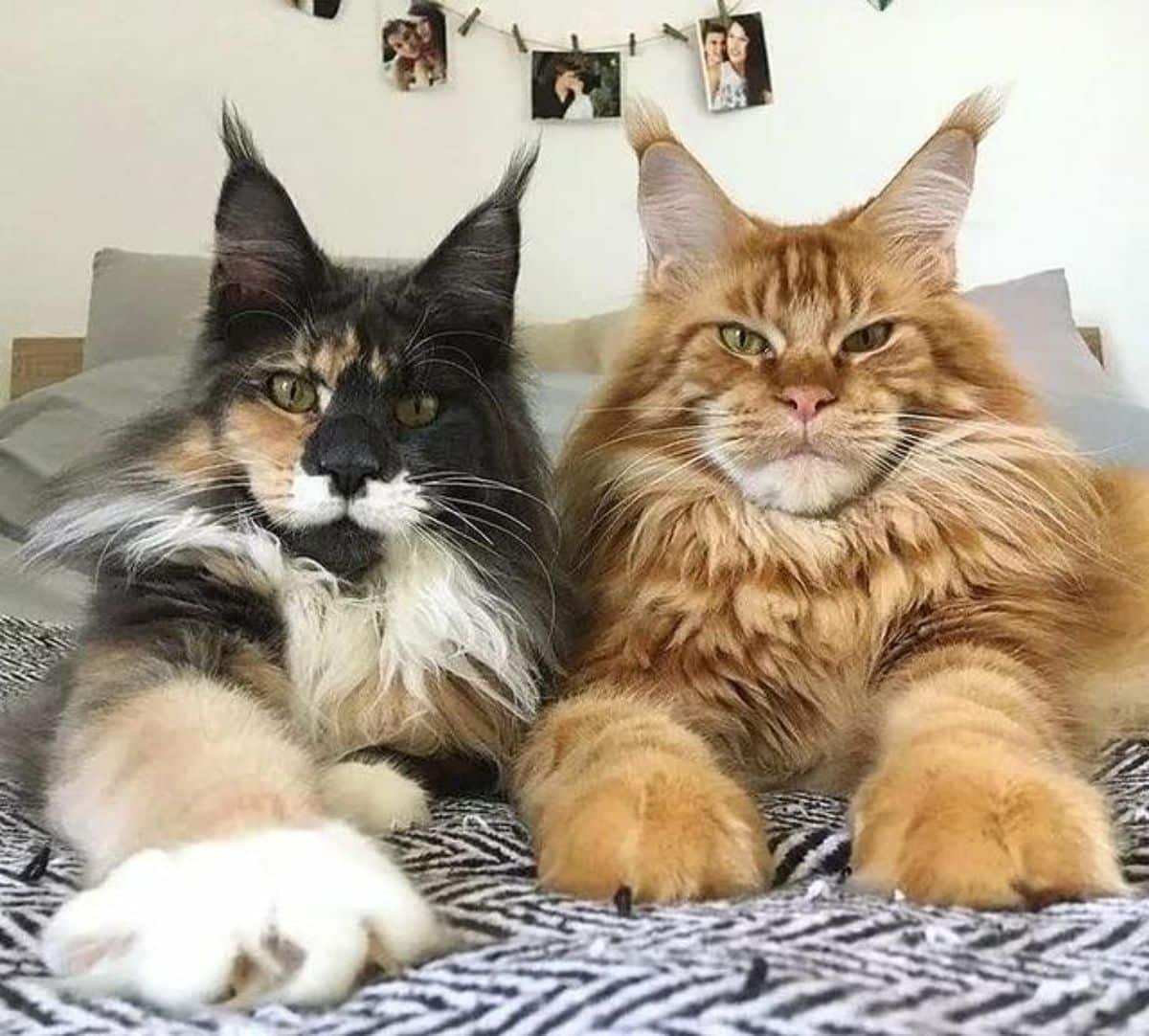 Two fluffy maine coons relaxing on a bed.