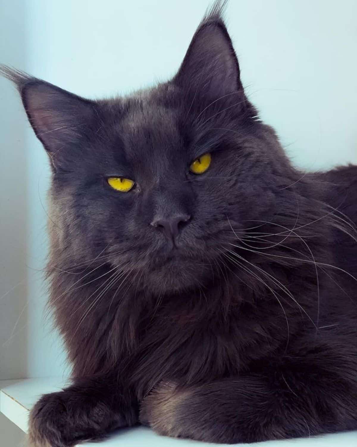 A mean-looking black maine coon with golden eyes lying on a shelf.