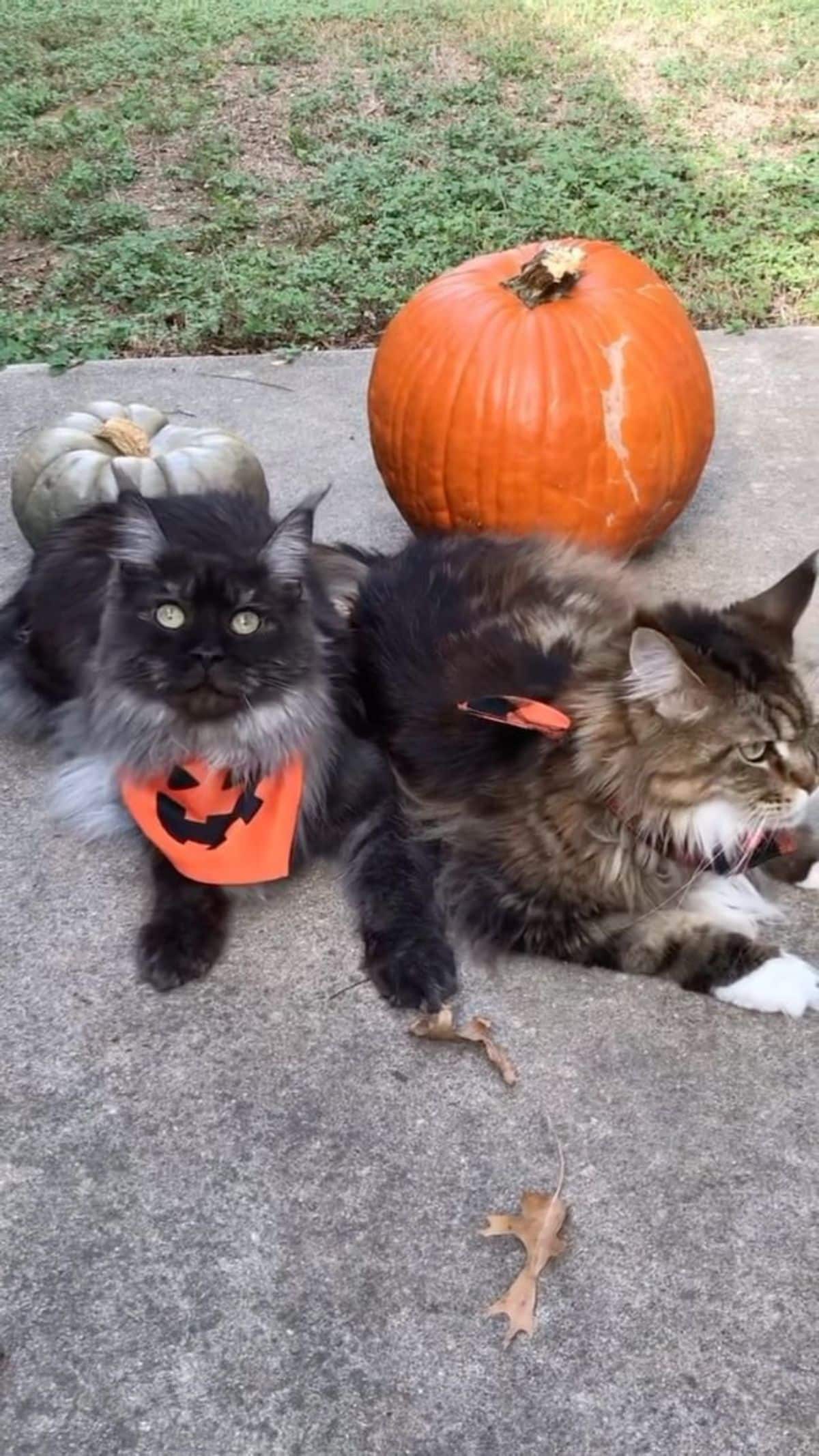 Two fluffy maine coons with hallowen costumes lying on a concrete pavement near pumpkins.