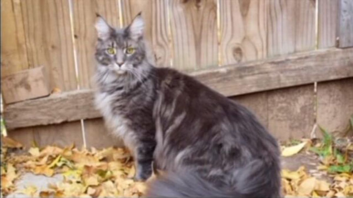 A fluffy black maine coon sitting on fallen leaves near a wooden fence.