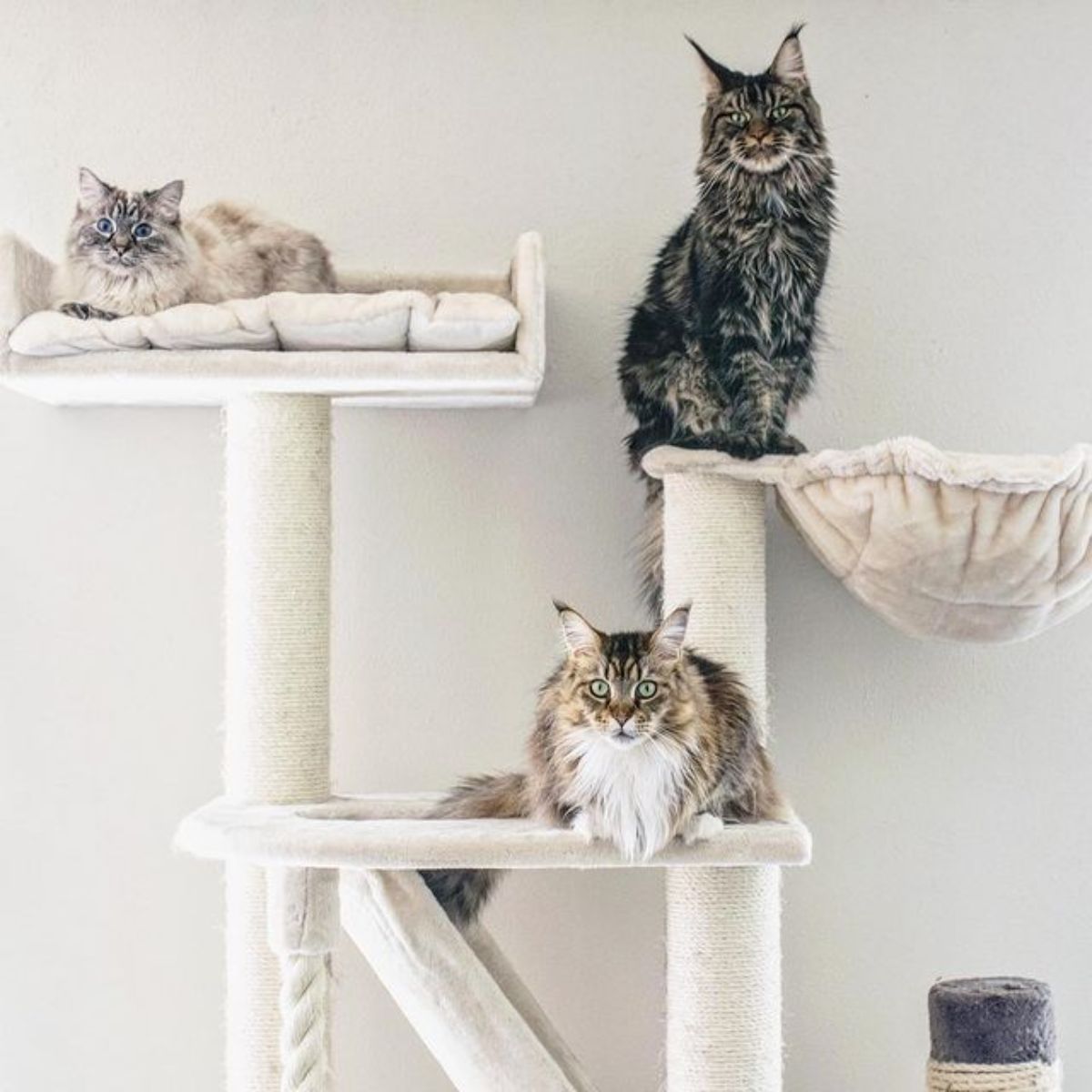 Three fluffy maine coons relaxing on a cat tree.