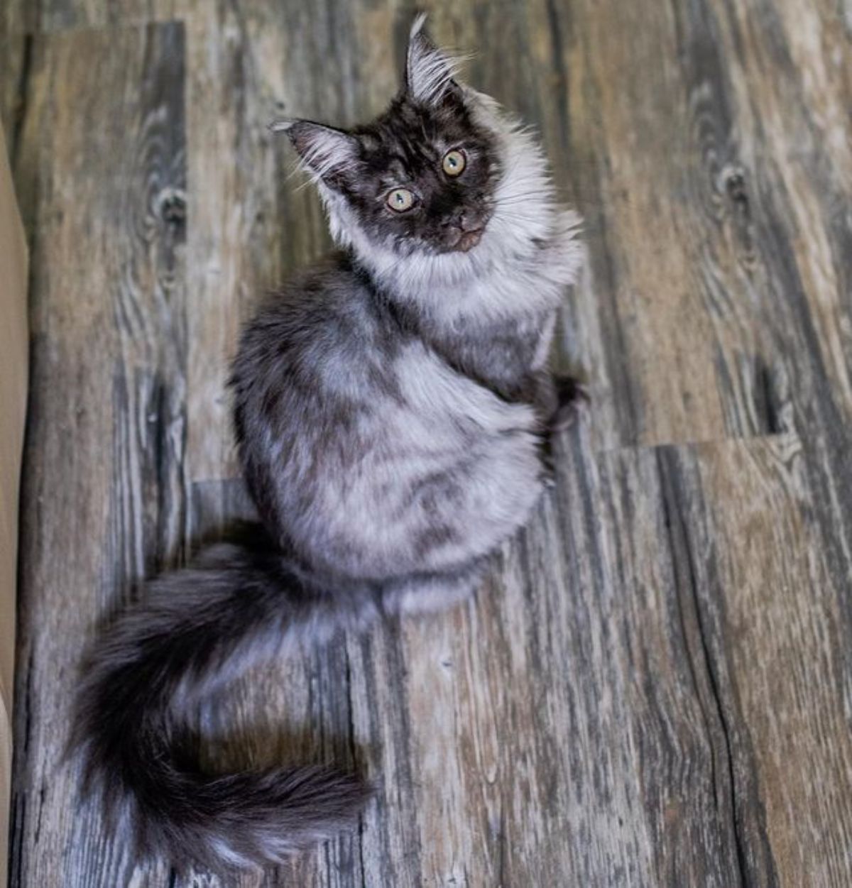 A fluffy black maine coon sitting on a floor looking upwards.