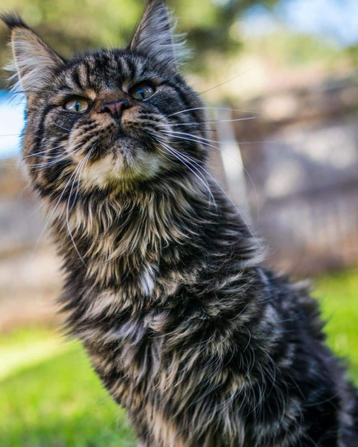 A beautiful black maine coon sitting in a backyard.