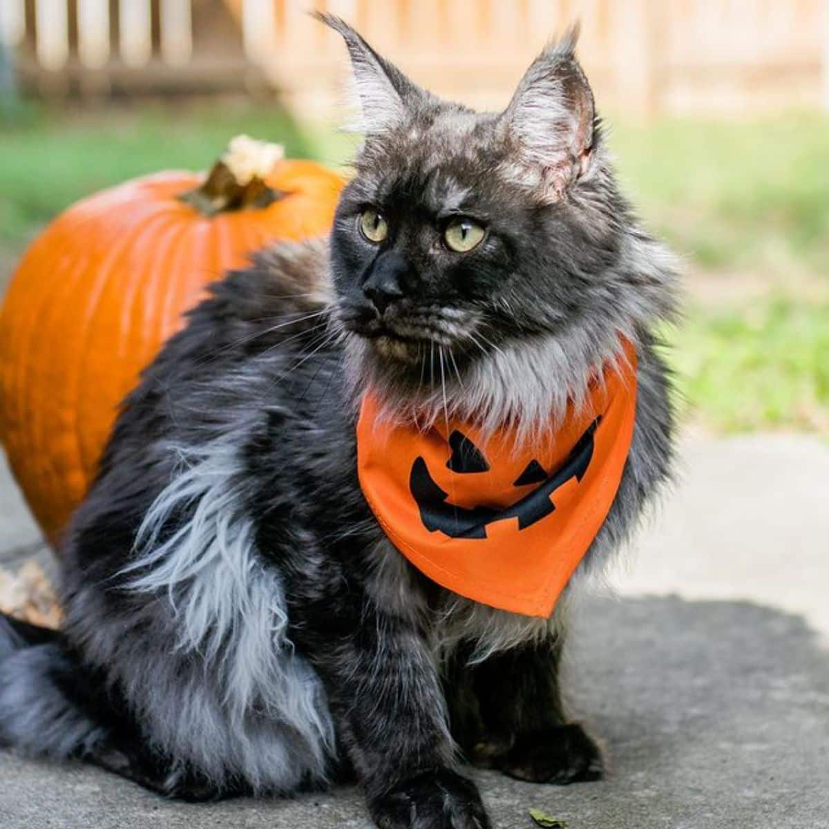 A fluffy gray maine coon with a halloween scarf sitting on a concrete pavement near a pumpkin.