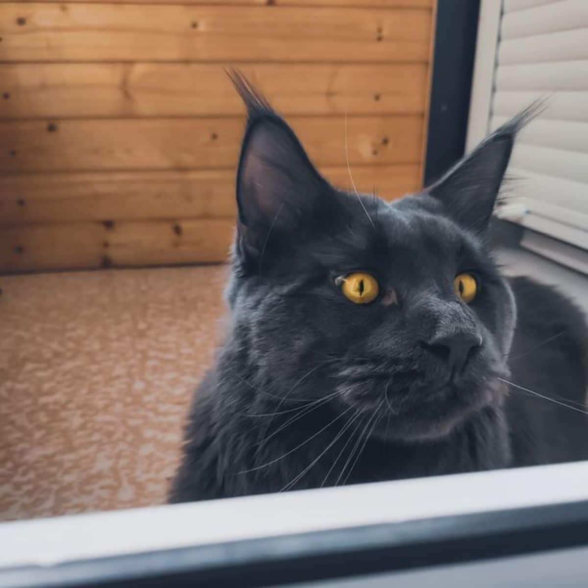 A beautiful black maine coon with golden eyes looking through a window.