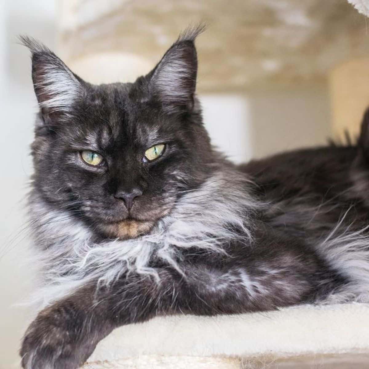 A fluffy black maine coon relaxing on a cat tree.