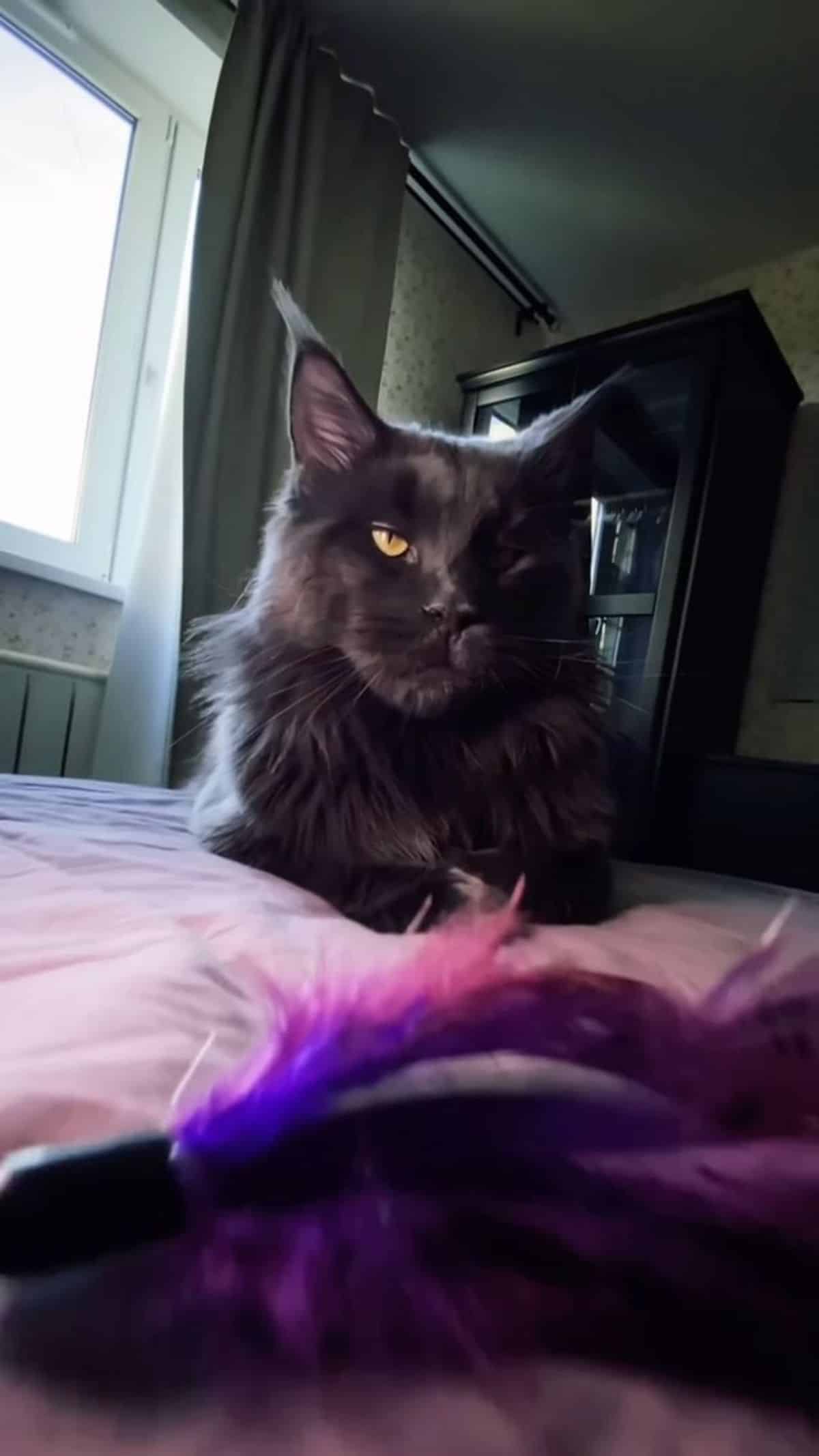 A beautiful black maine coon lying on a bed.