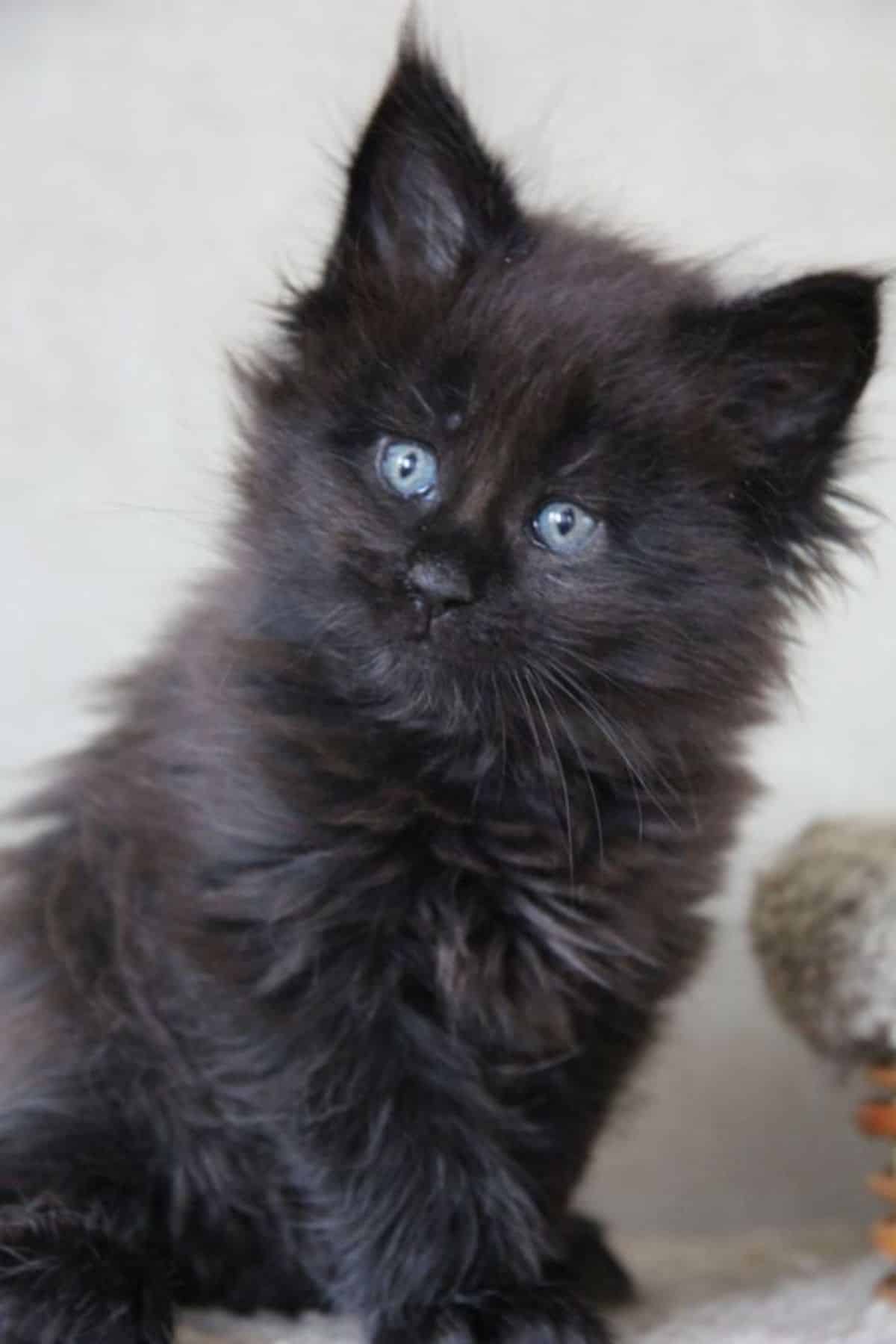 A fluffy black maine coon kitten with blue eyes.