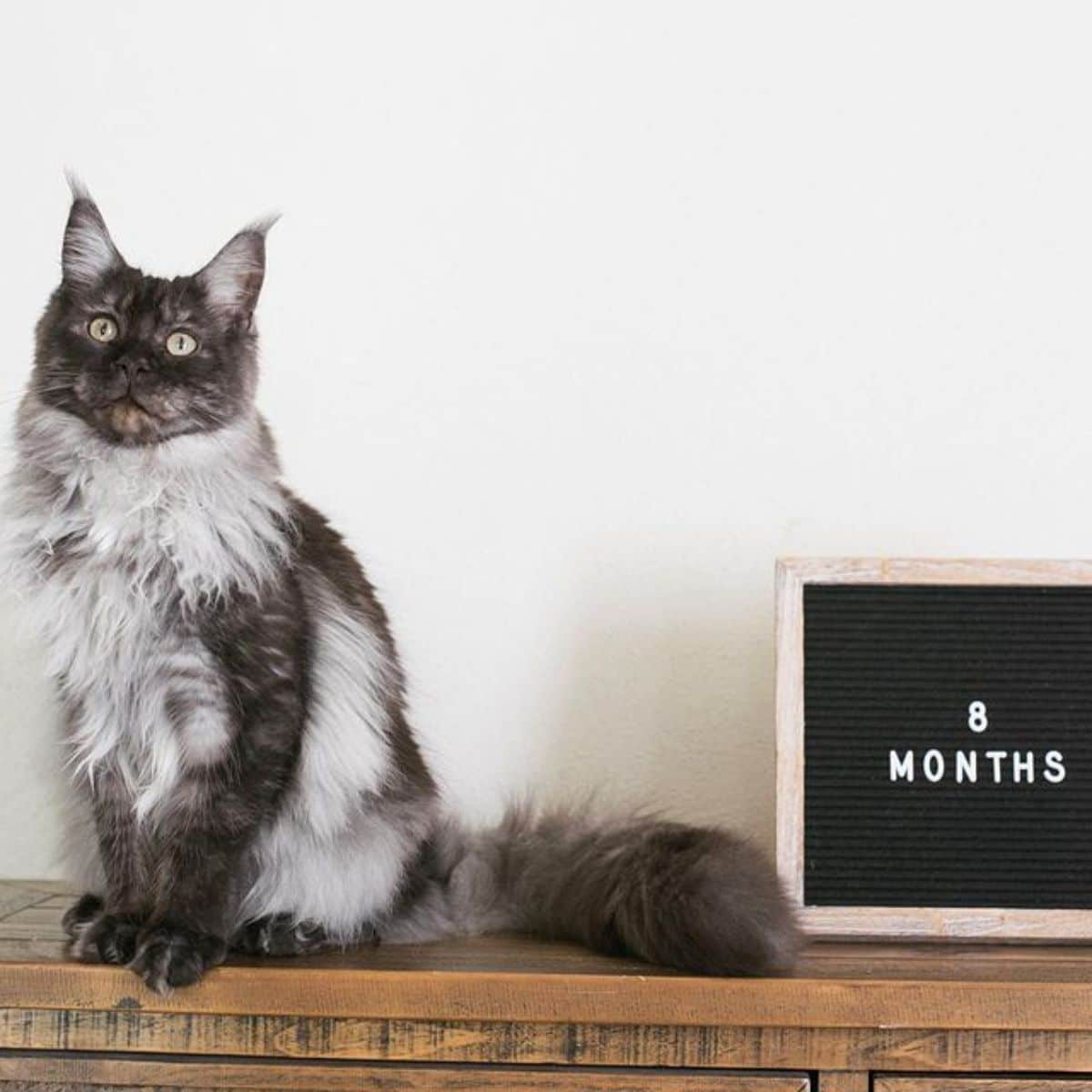 A fluffy gray maine coon sitting on a wooden piece of furniture.