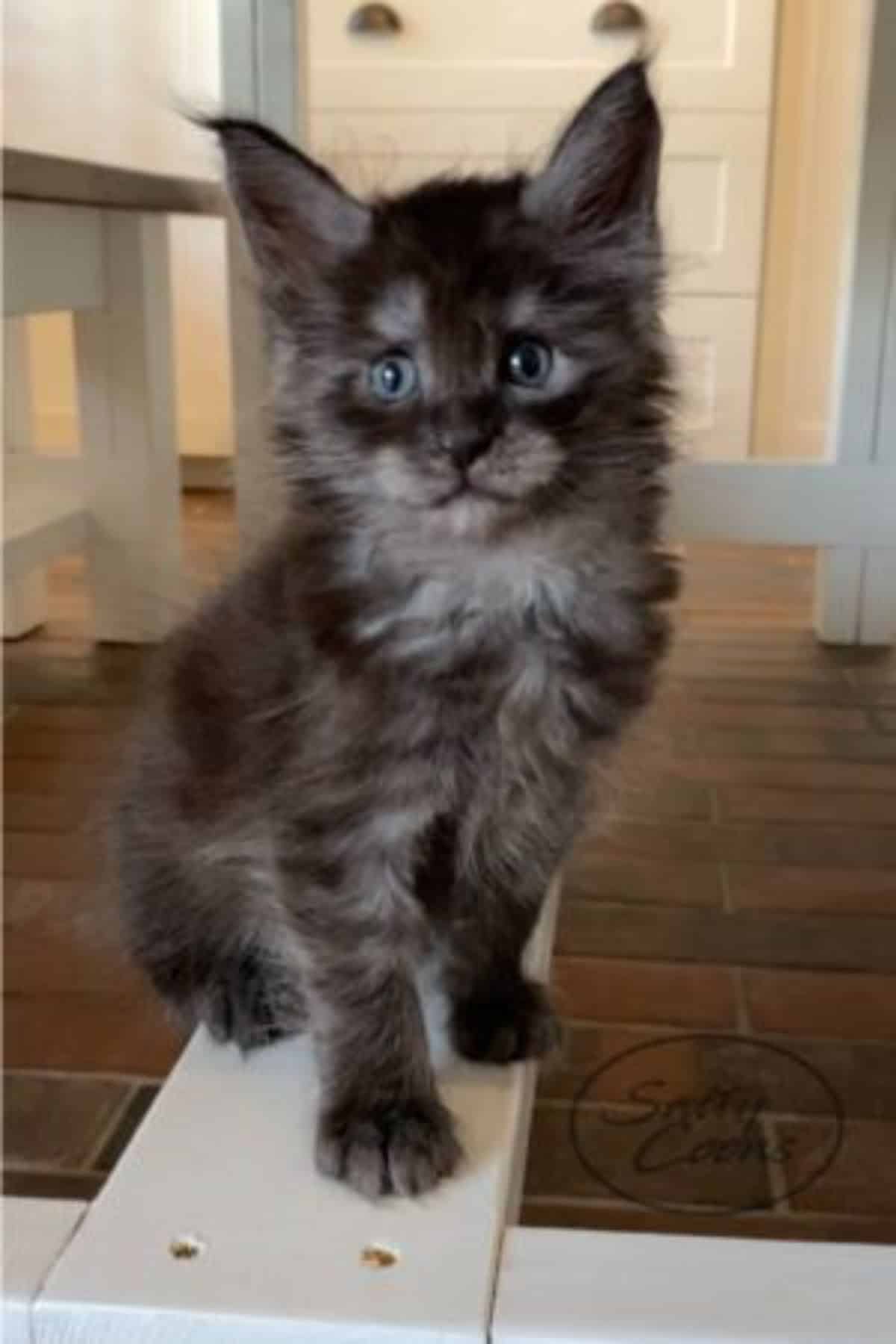 A fluffy black maine coon kitten sitting on a wooden board.