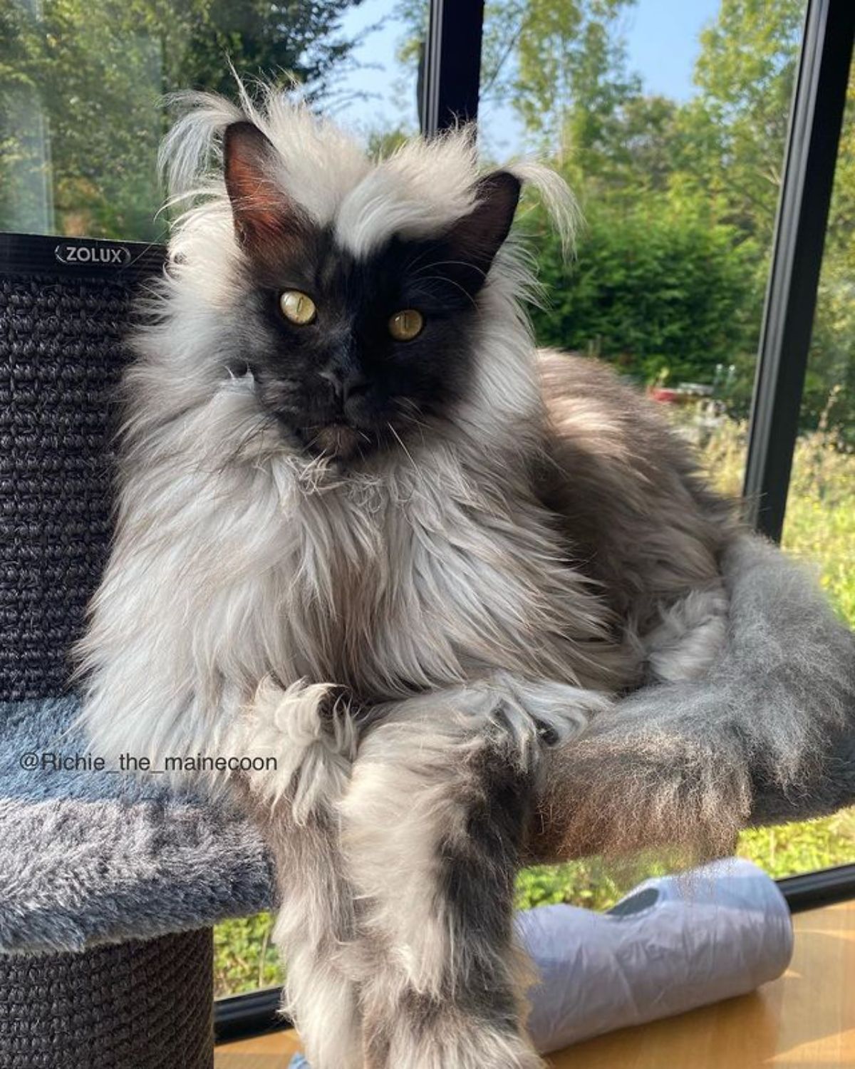 A fluffy gray-black maine coon lying on a cat tree.