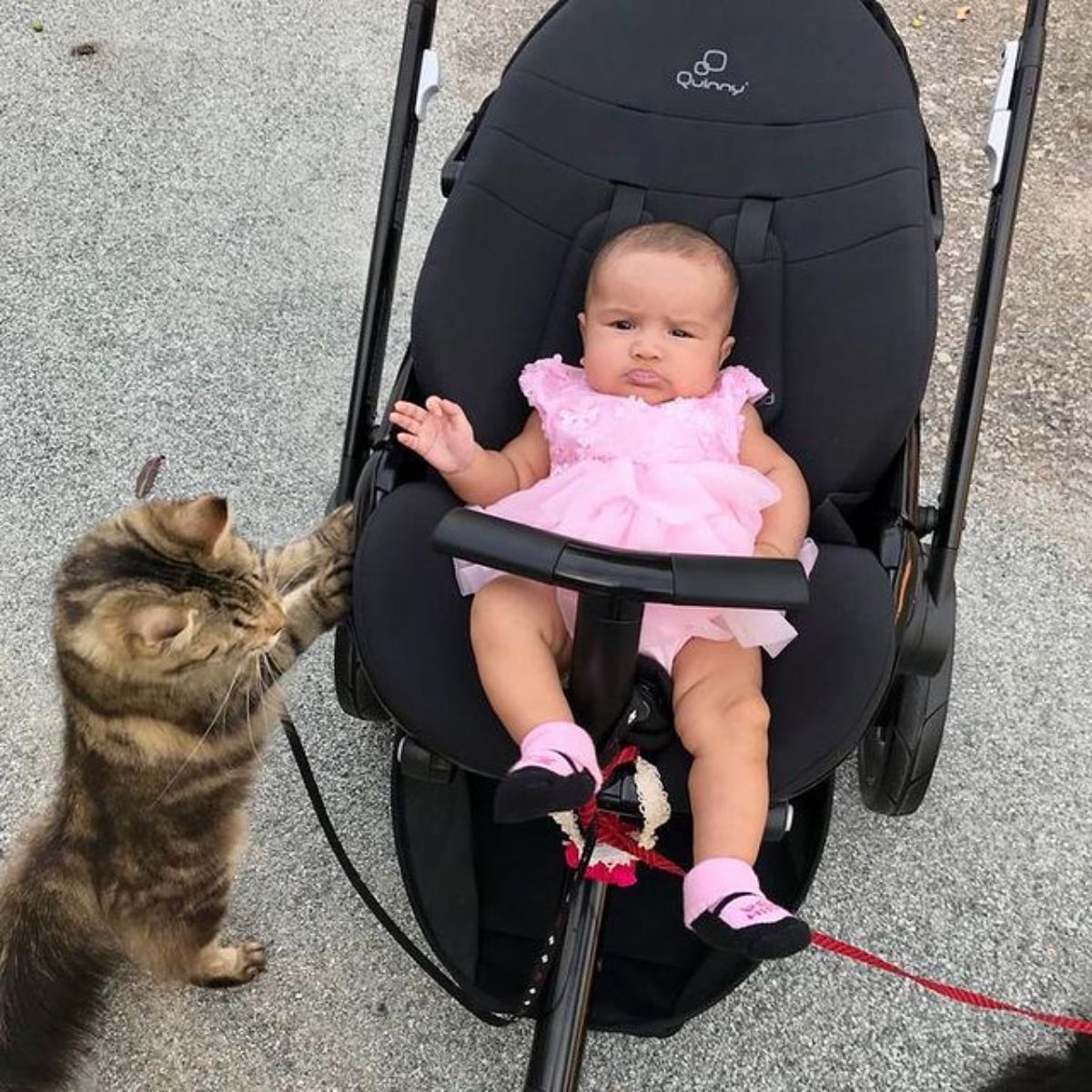 A brown maine coon next to a baby in a baby carriage. 