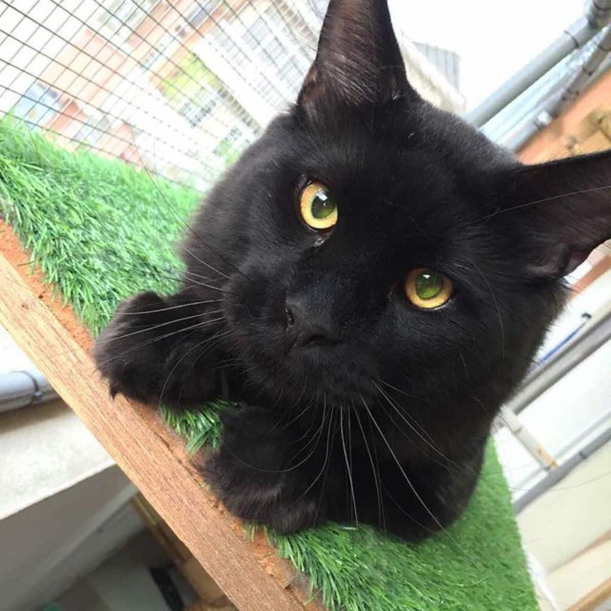 A beautiful black maine coon with yellow eyes.