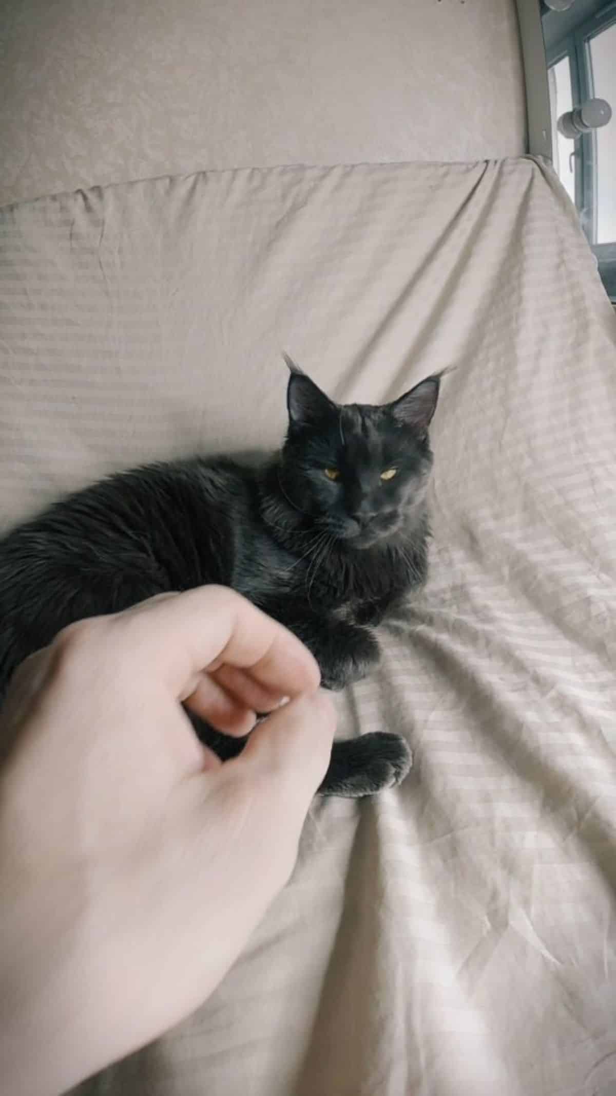 A slepepy black maine coon lying on a blanket.