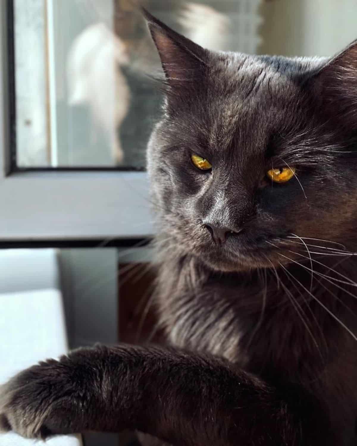 A beautiful black maine coon with golden eyes.