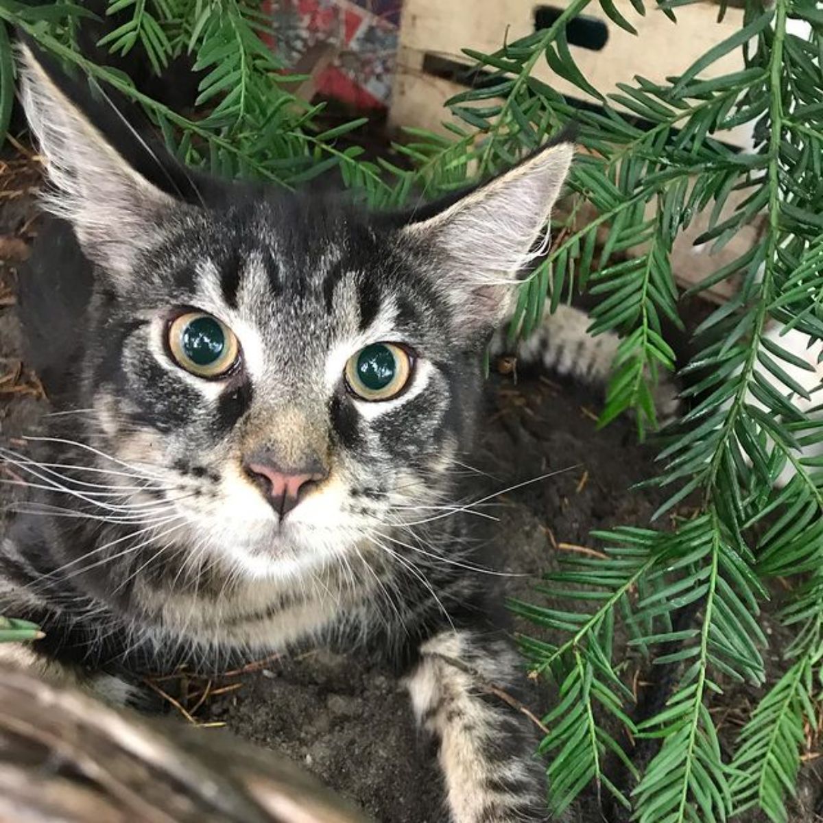 A gray maine coon with a surprised face looking into a camera.