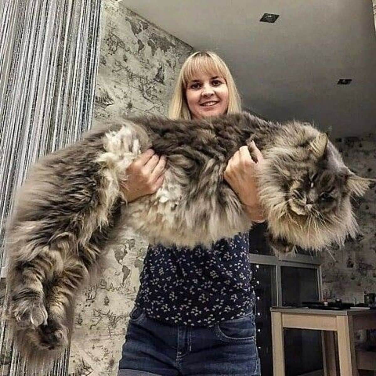 A young woman holding a huge fluffy gray maine coon.