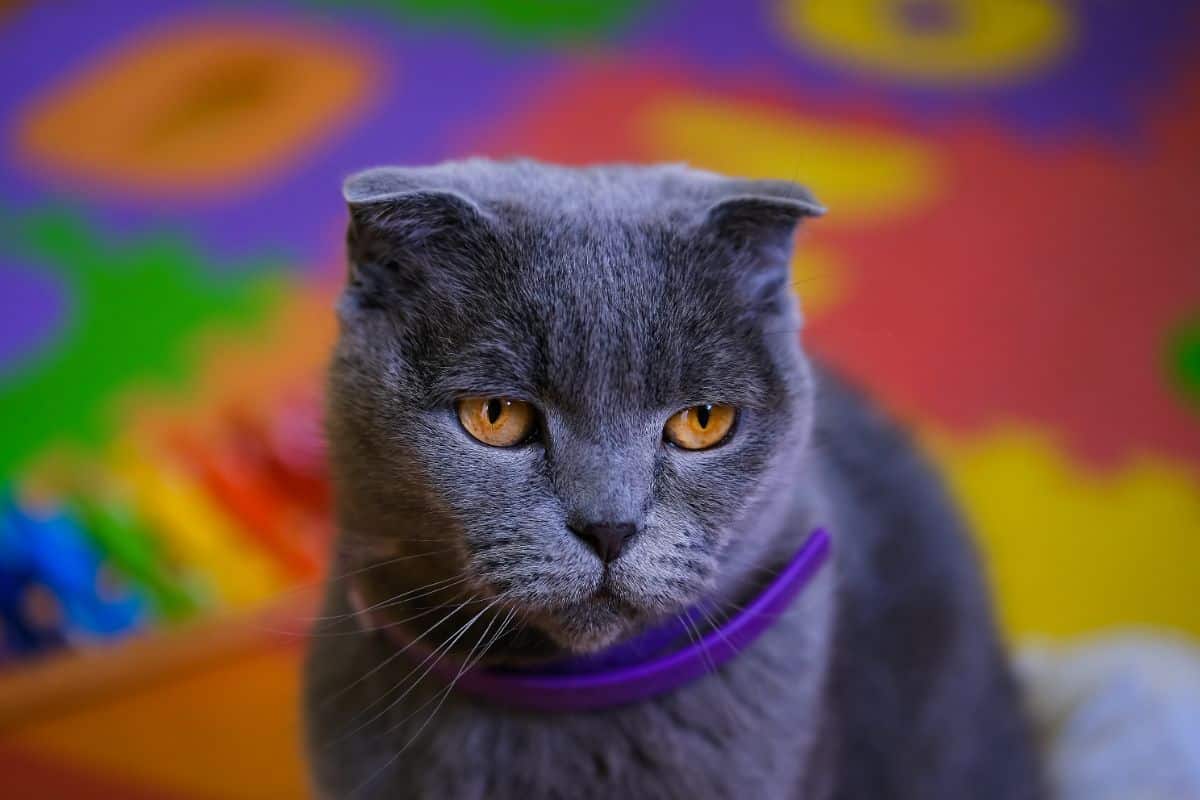 A gray cat with yellow eyes wearing a cat calming collar.