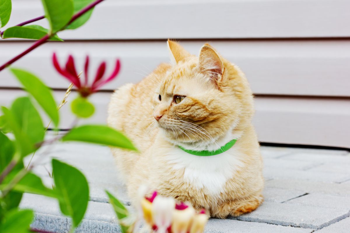 A creamy-white cat wearing a cat calming collar and lying on a pavement.